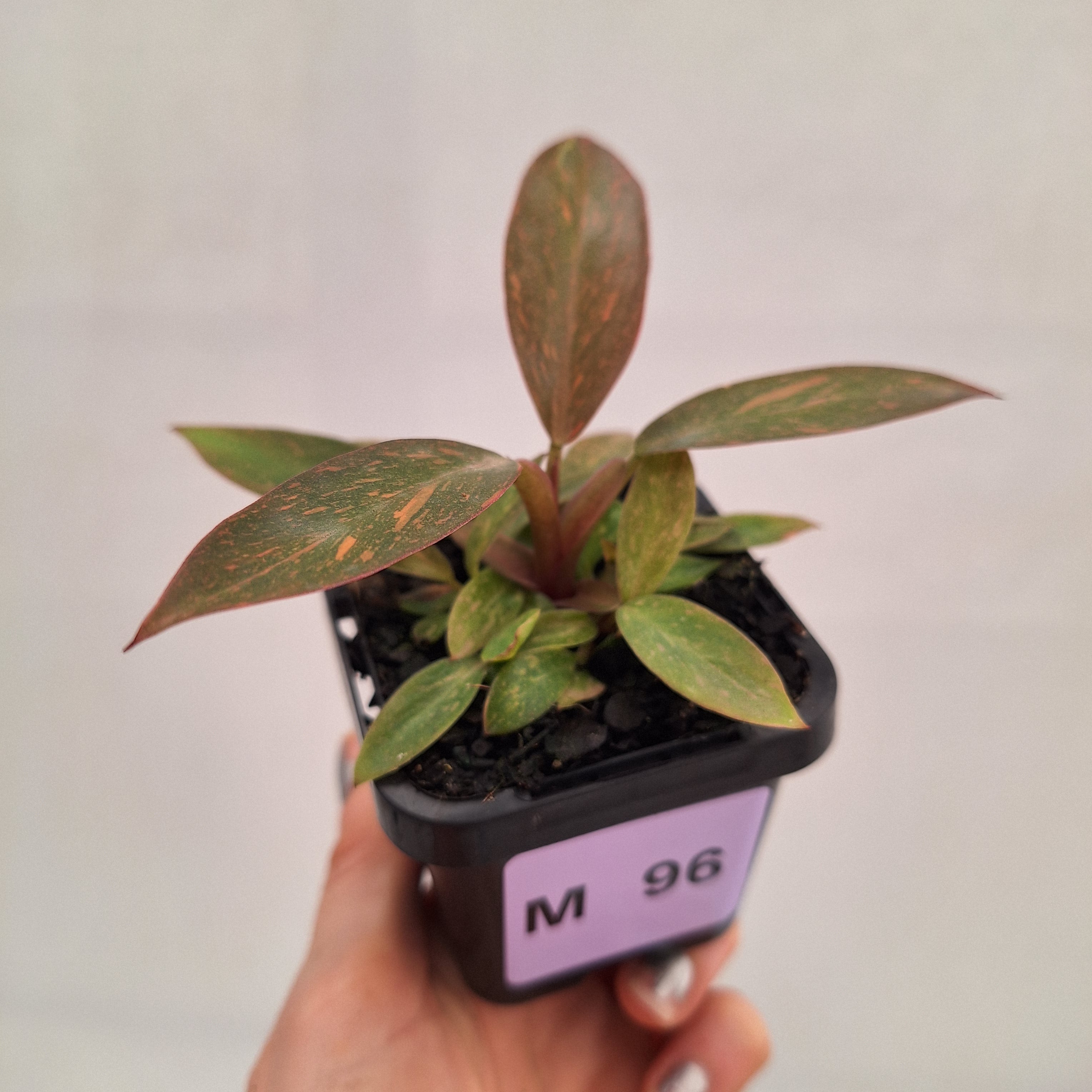 Philodendron 'Orange Princess' 70mm