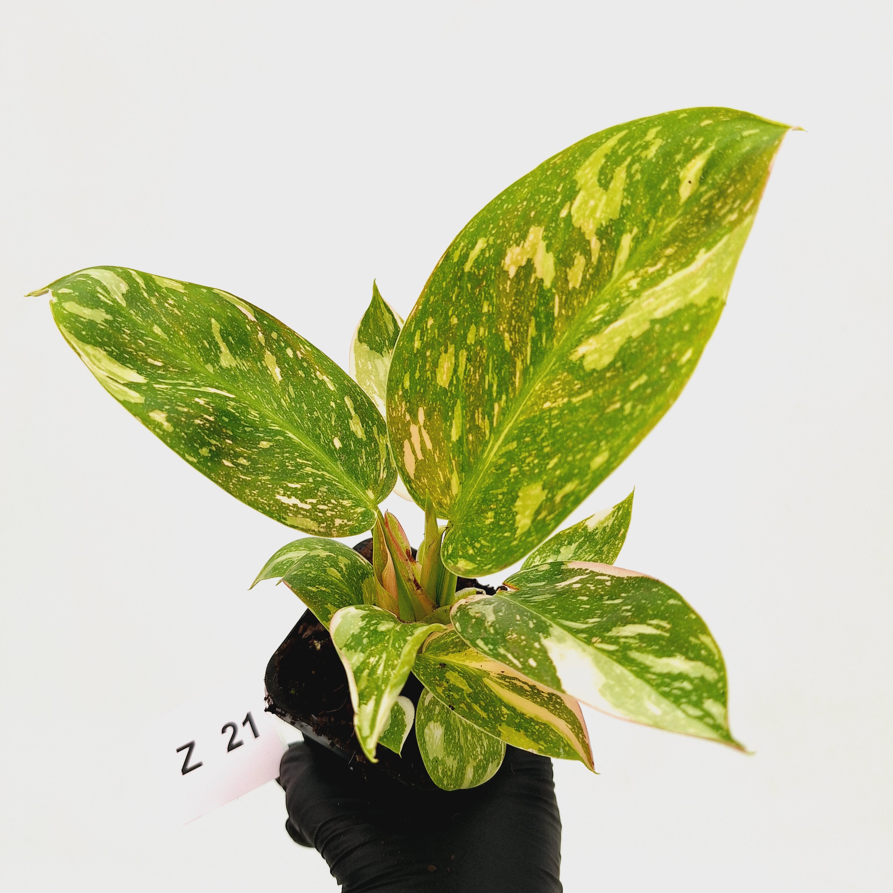 Philodendron Green Congo Variegata (Nuclear)