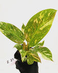 Philodendron Green Congo Variegata (Nuclear)