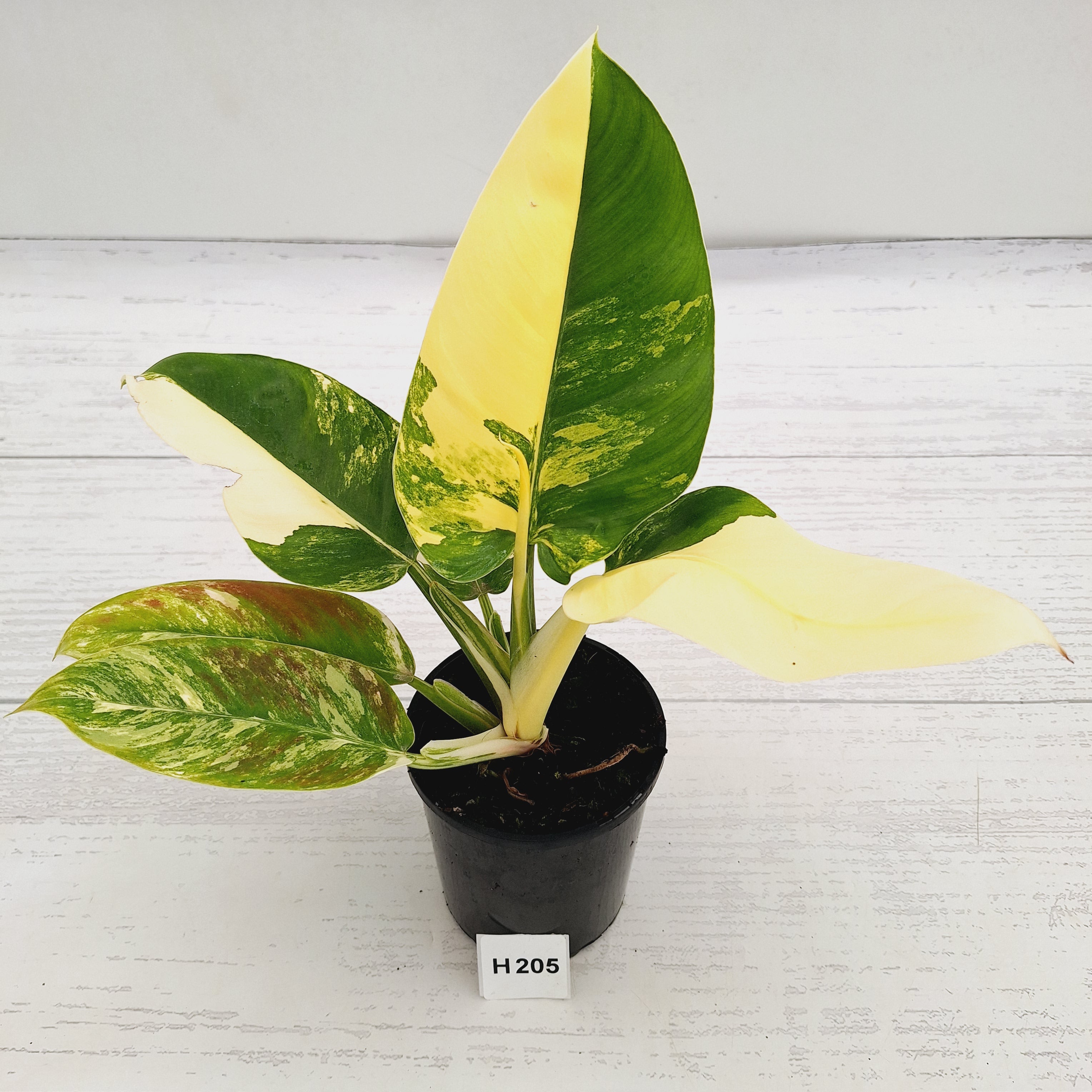 Philodendron imperial green variegata - SALE