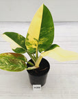 Philodendron imperial green variegata - SALE