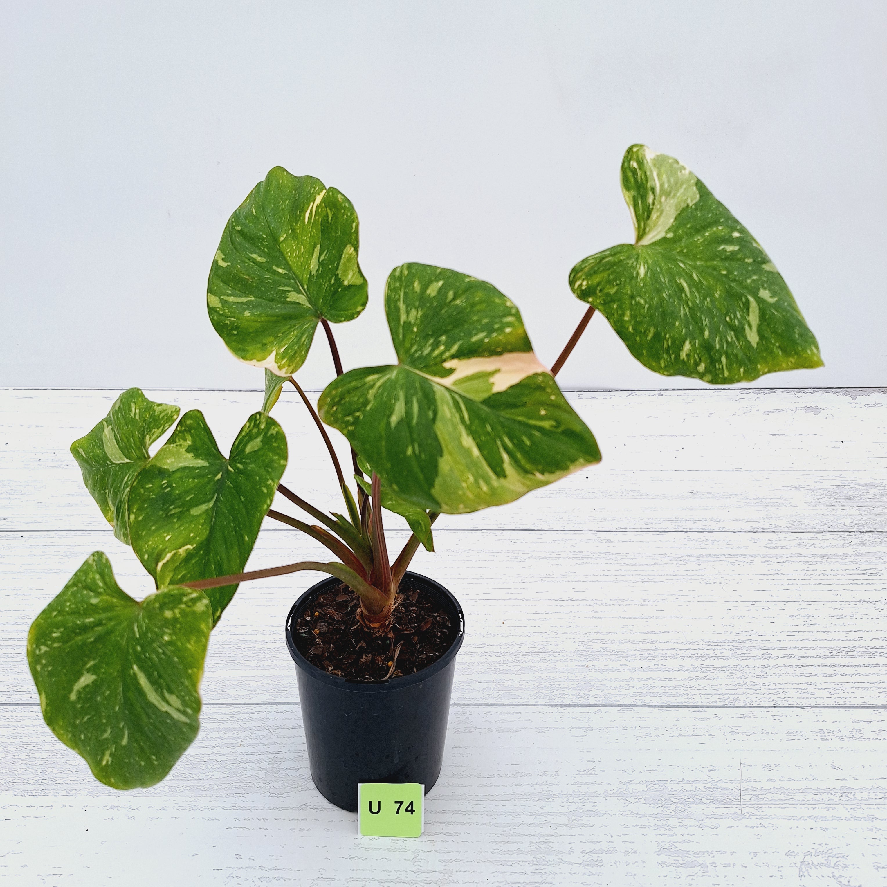 Homalomena rubescens Variegata