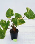 Homalomena rubescens Variegata