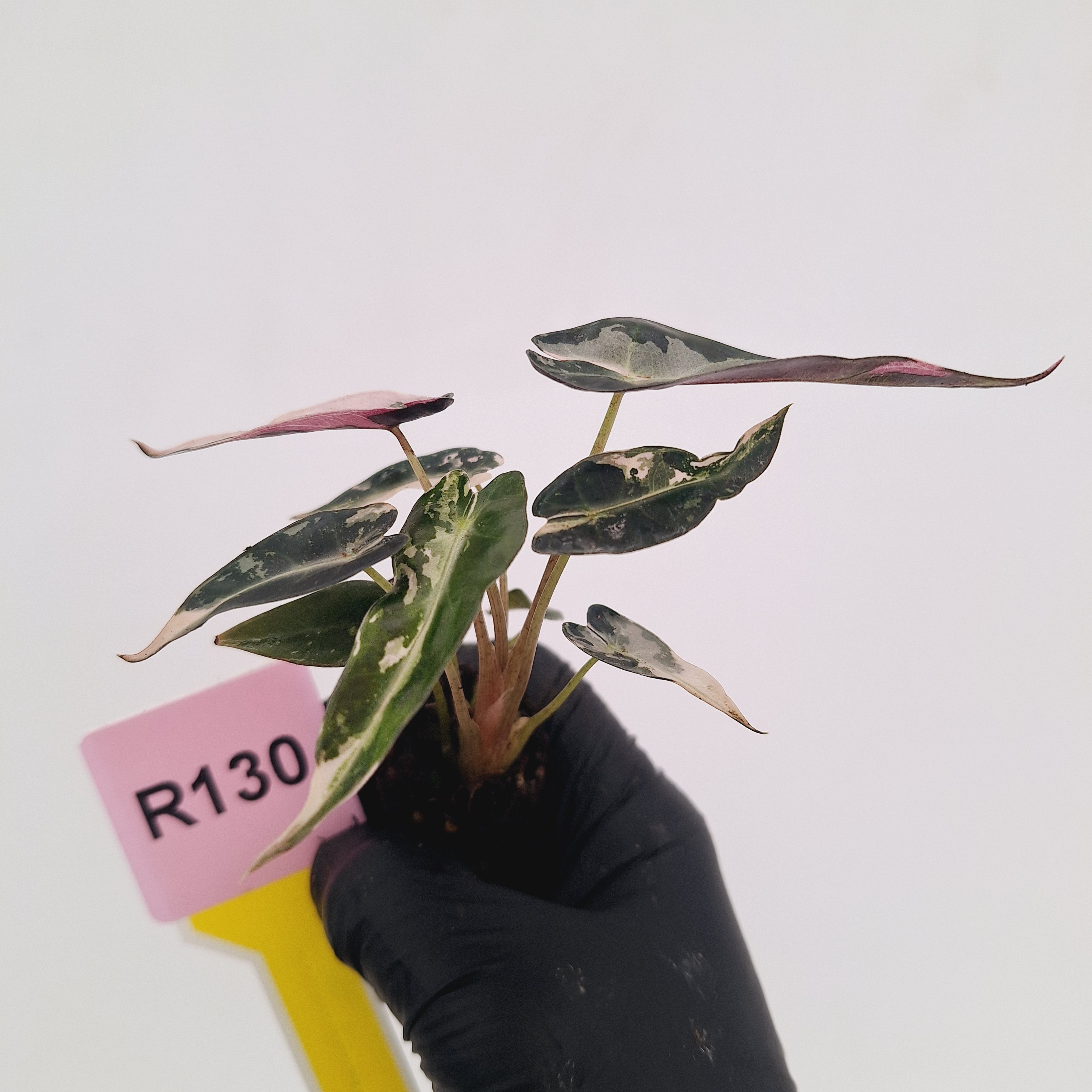 Alocasia Amazonica bambino Variegata - Bare Bottom Baby