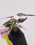 Alocasia Amazonica bambino Variegata - Bare Bottom Baby