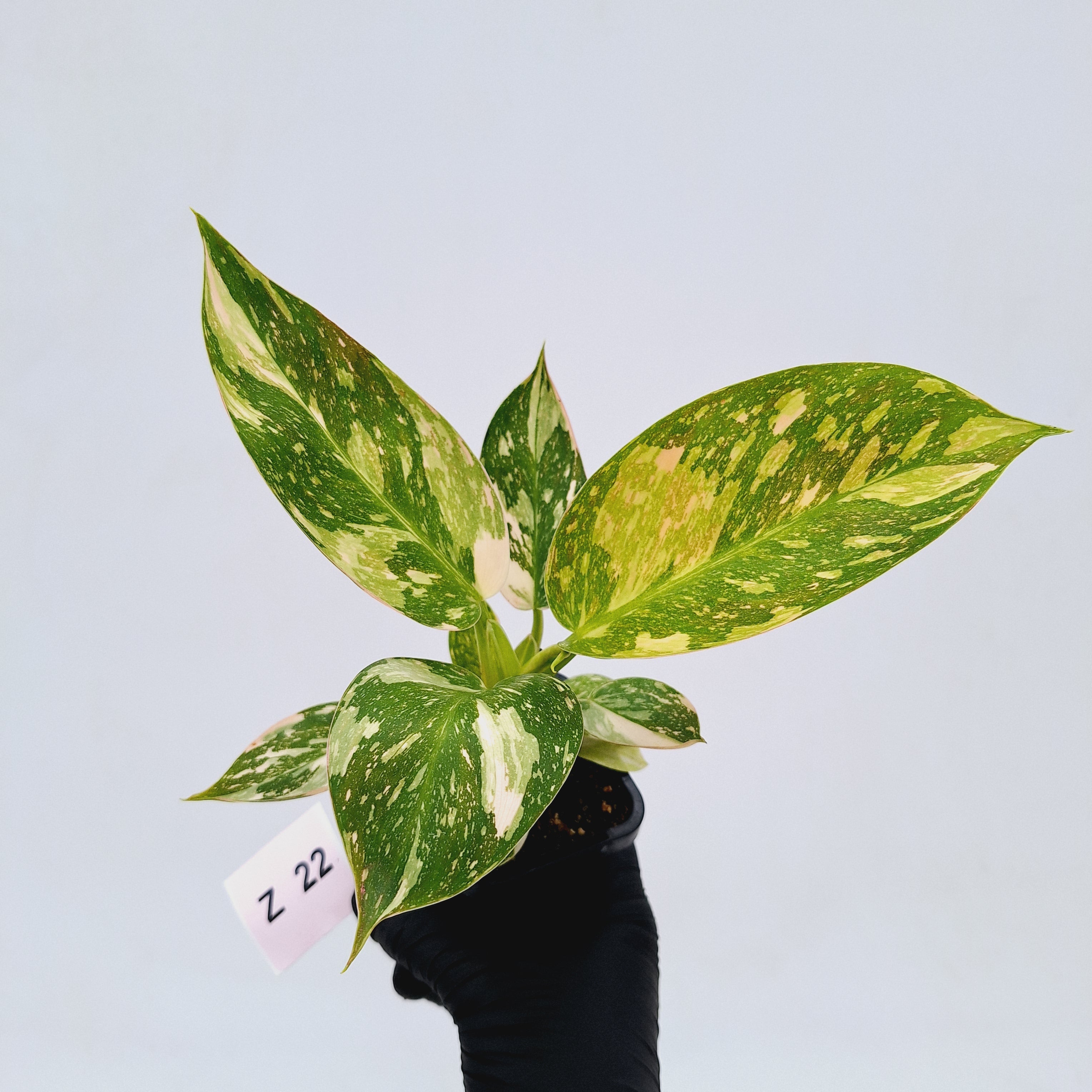 Philodendron Green Congo Variegata (Nuclear)