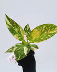 Philodendron Green Congo Variegata (Nuclear)
