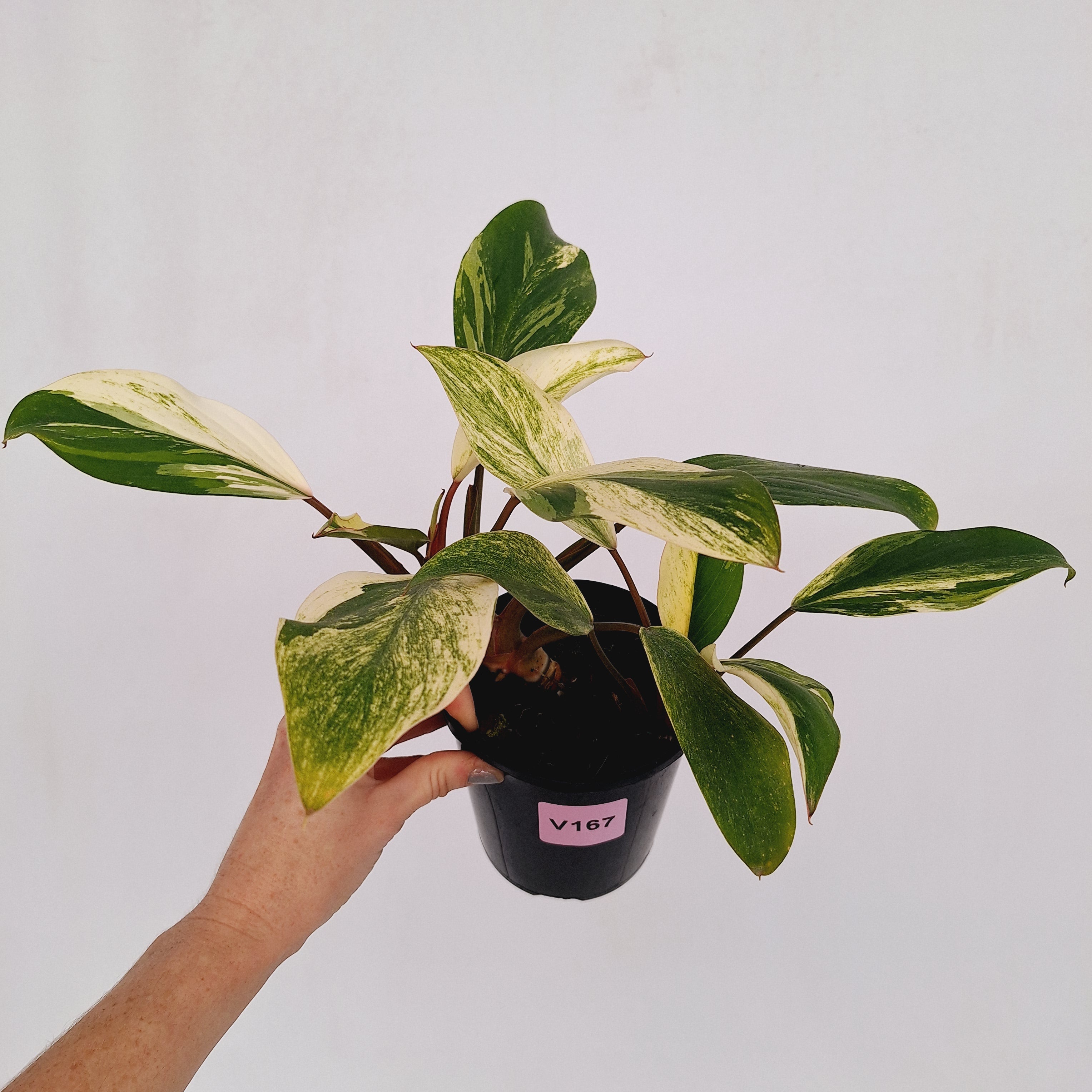 Homalomena Tropical Green Variegata -sale