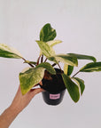 Homalomena Tropical Green Variegata -sale
