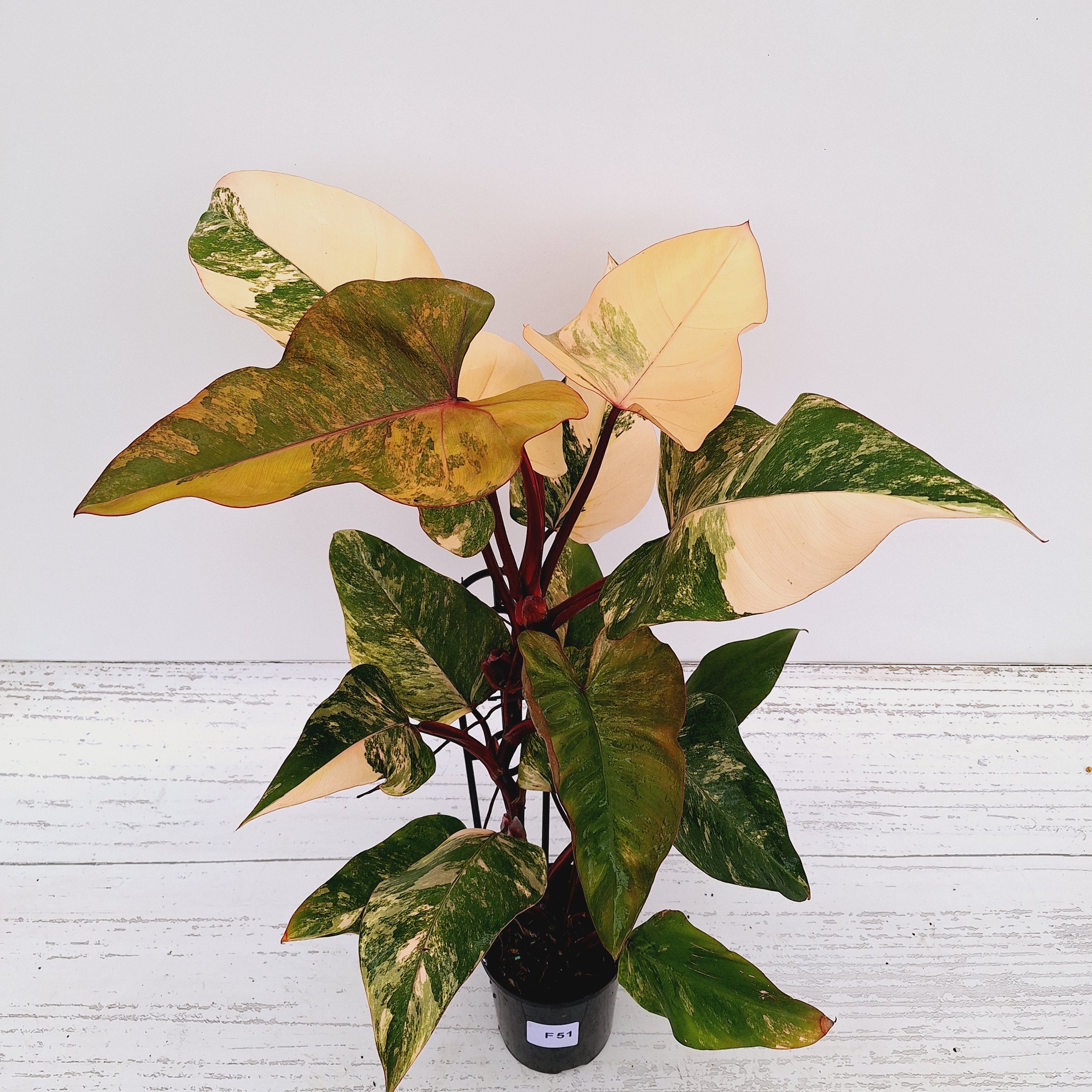 Philodendron erubescens Strawberry Shake