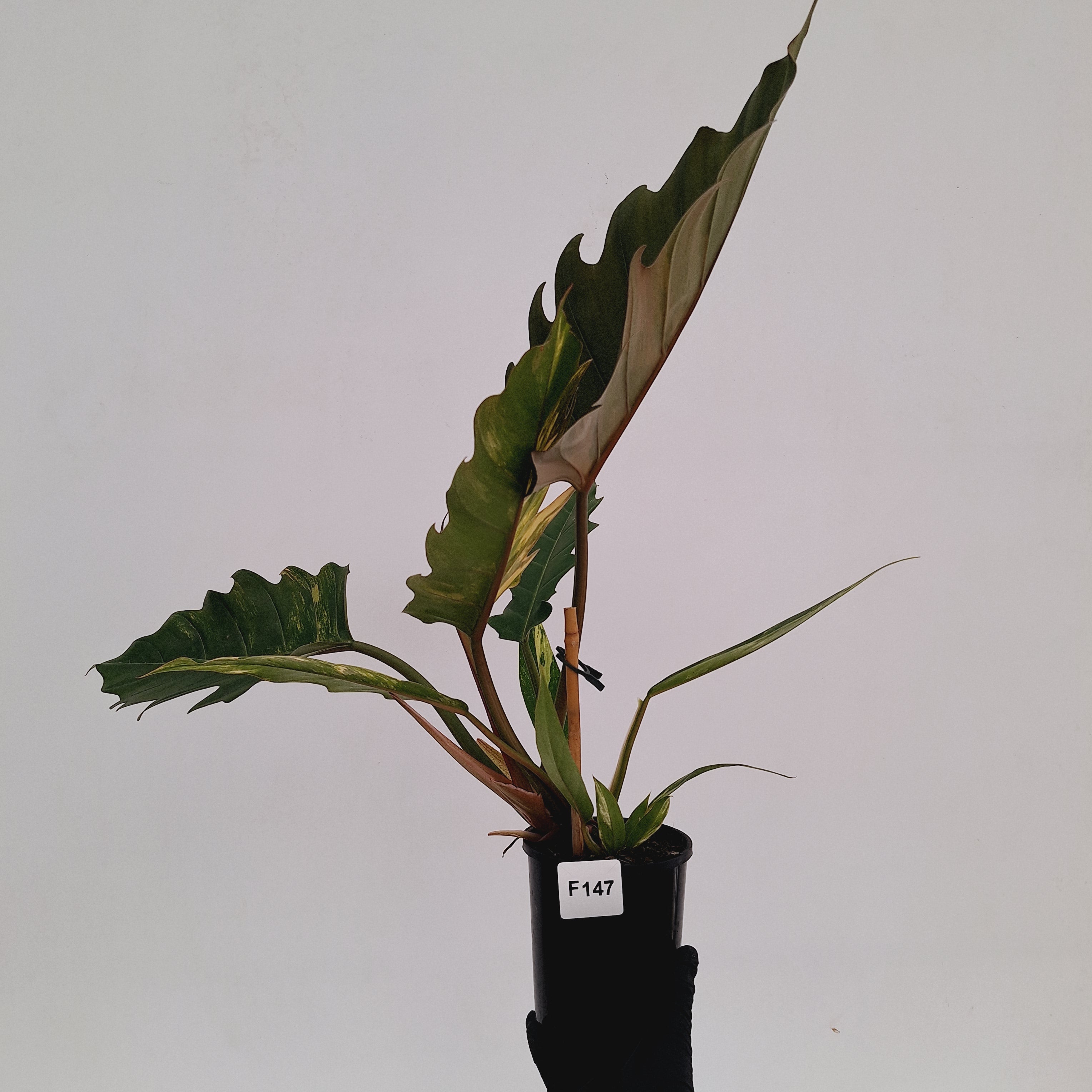 Philodendron serratum Caramel Marble