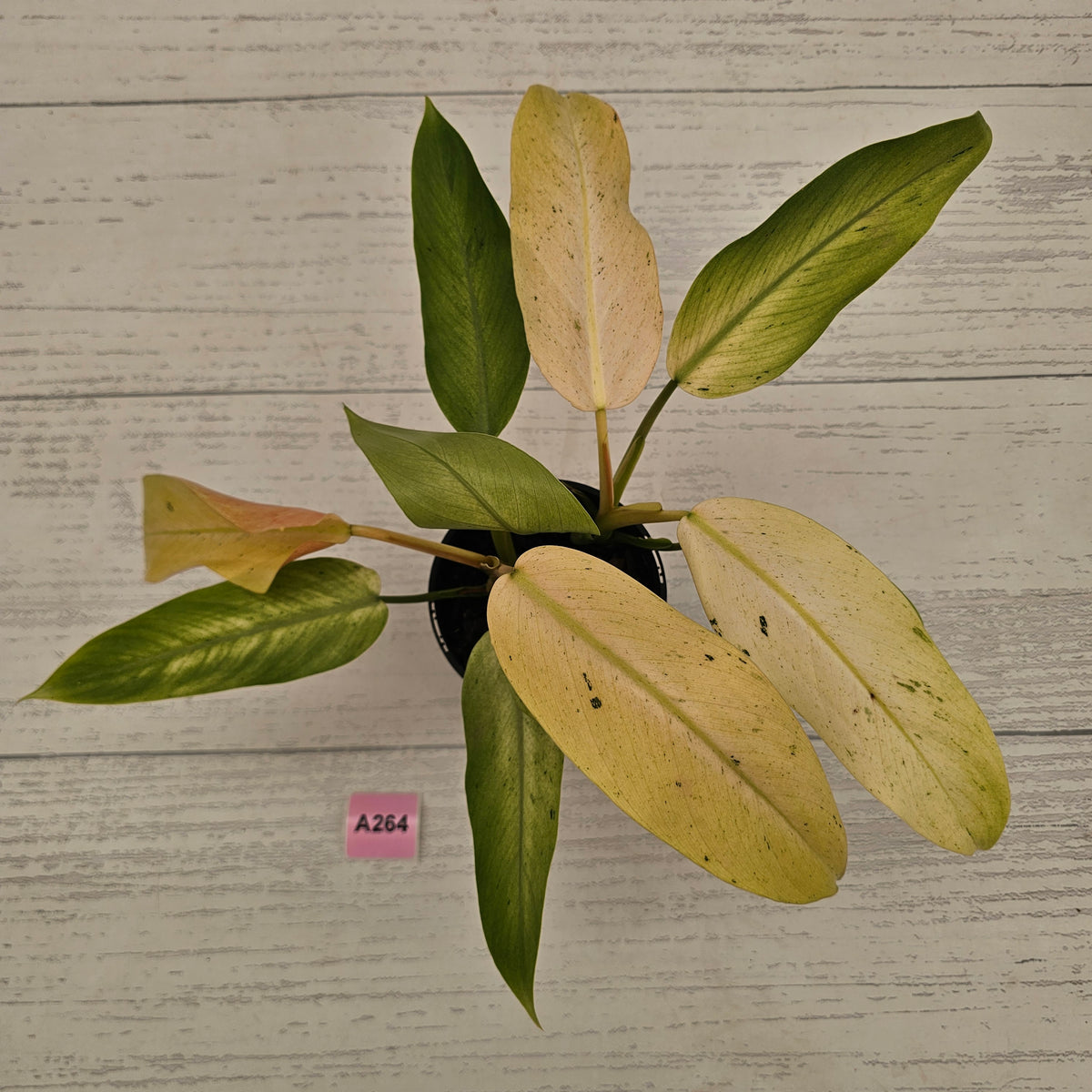Philodendron  'Whipple Way' SALE