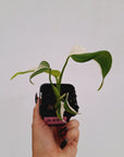 Monstera borsigiana 'Albo' - SALE