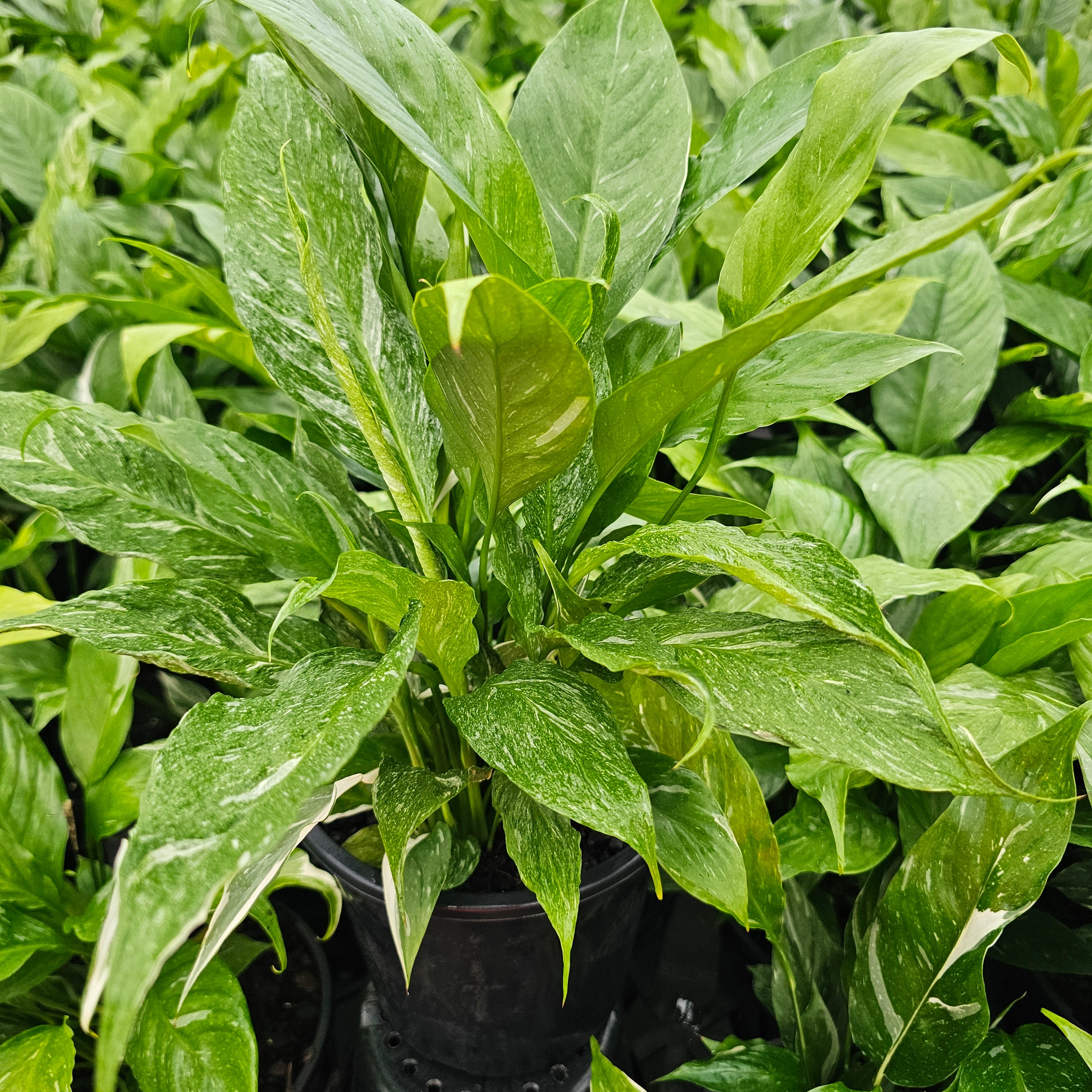Spathiphyllum floribundum 'Jet Diamond'