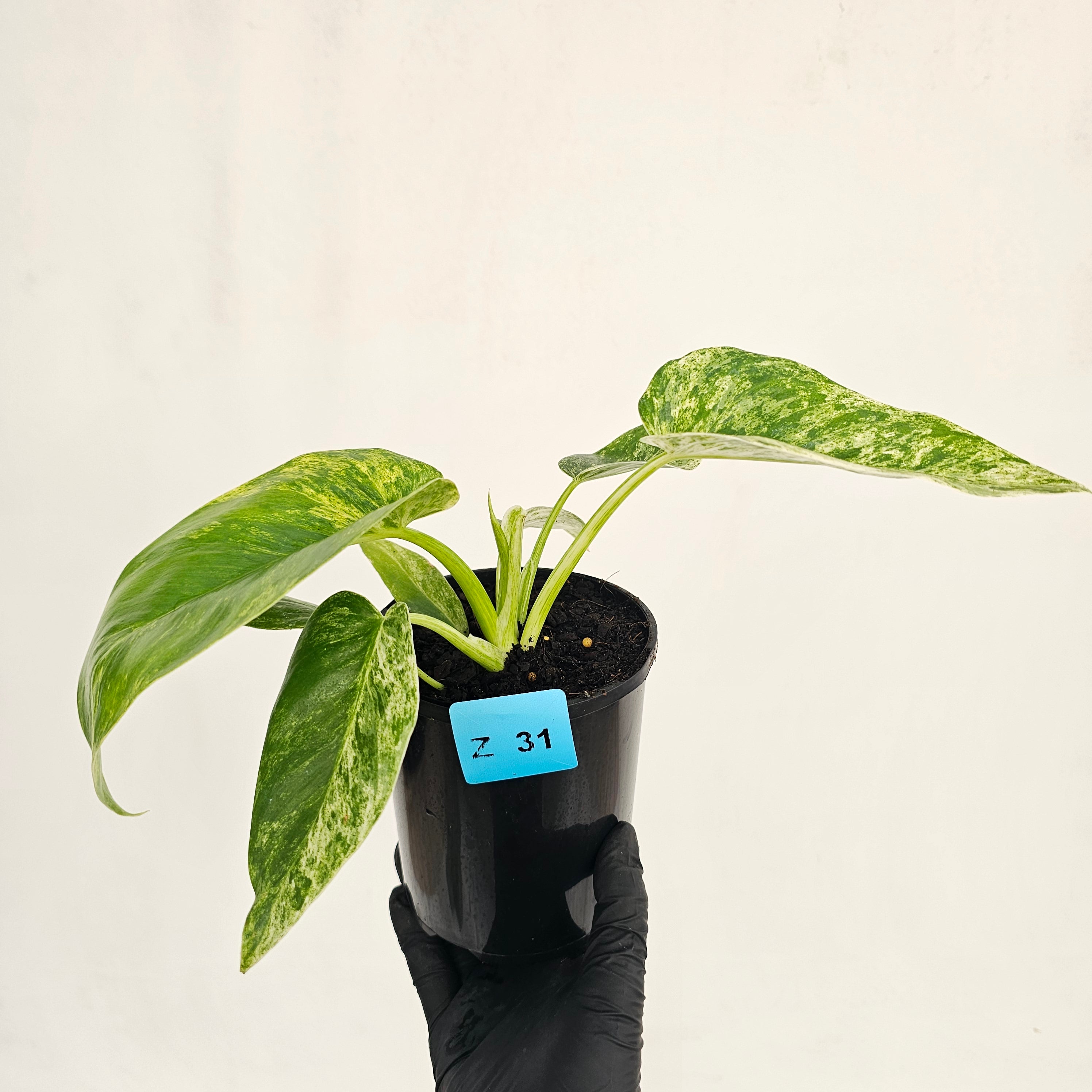Philodendron giganteum Blizzard - SALE