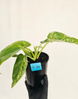 Philodendron giganteum Blizzard - SALE