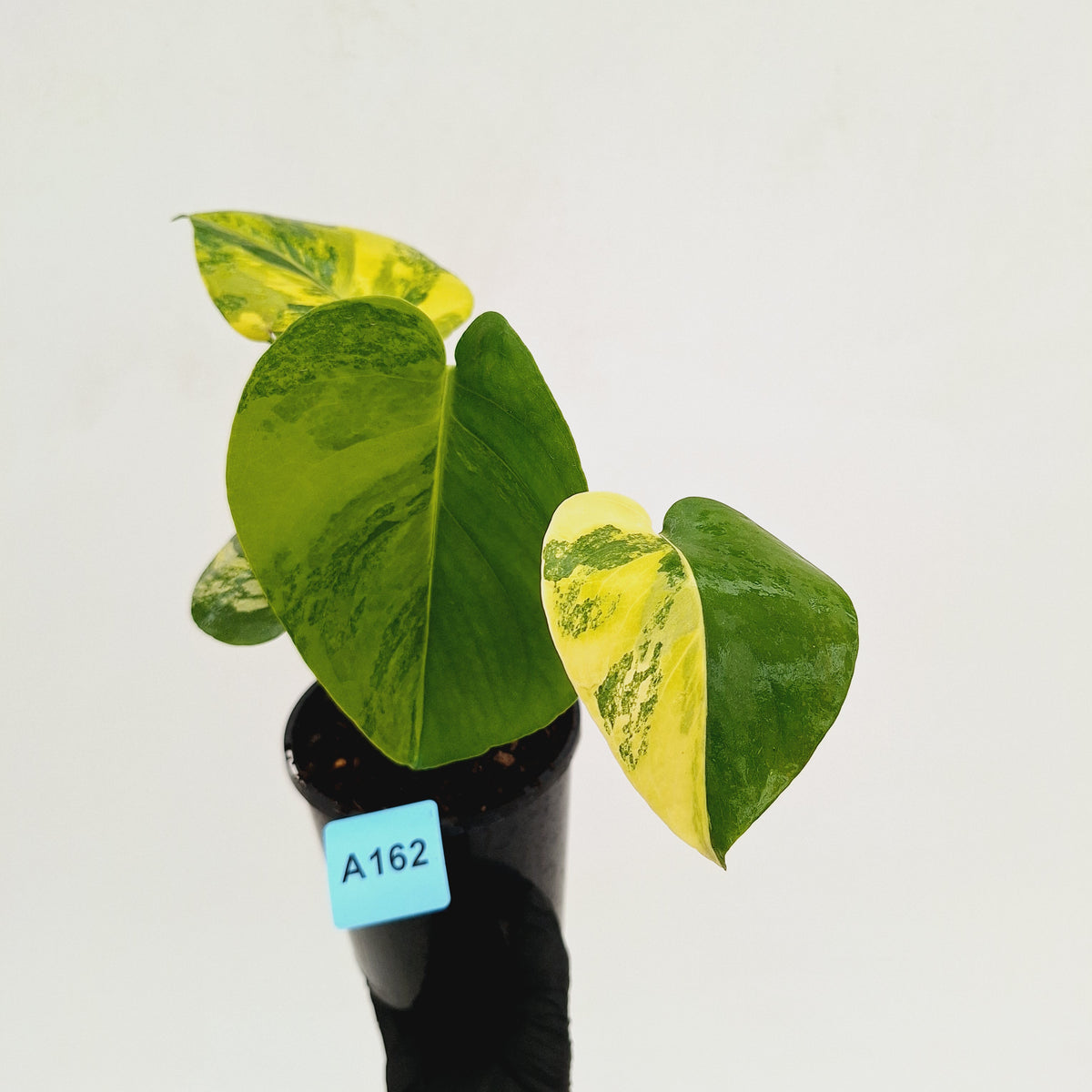 Monstera deliciosa Aurea 'Yellow Marilyn'