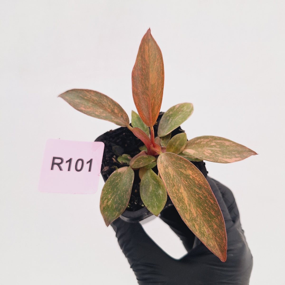 Philodendron 'Orange Princess' 70mm