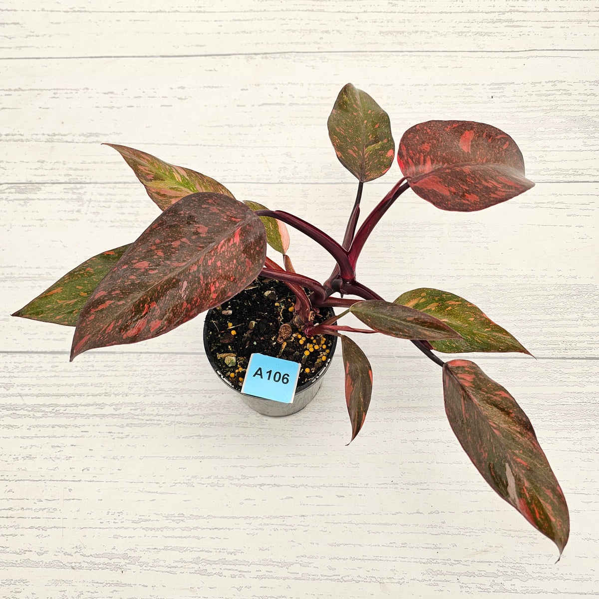 Philodendron 'Orange Princess'