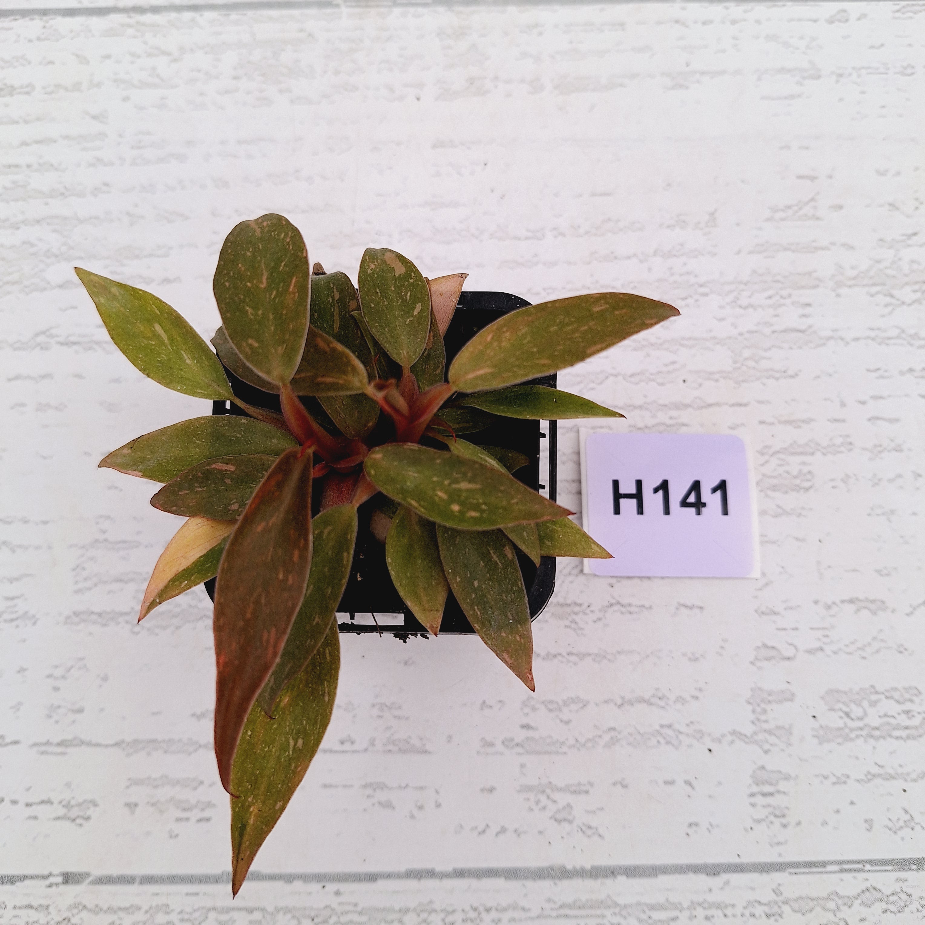 Philodendron &#39;Orange Princess&#39;