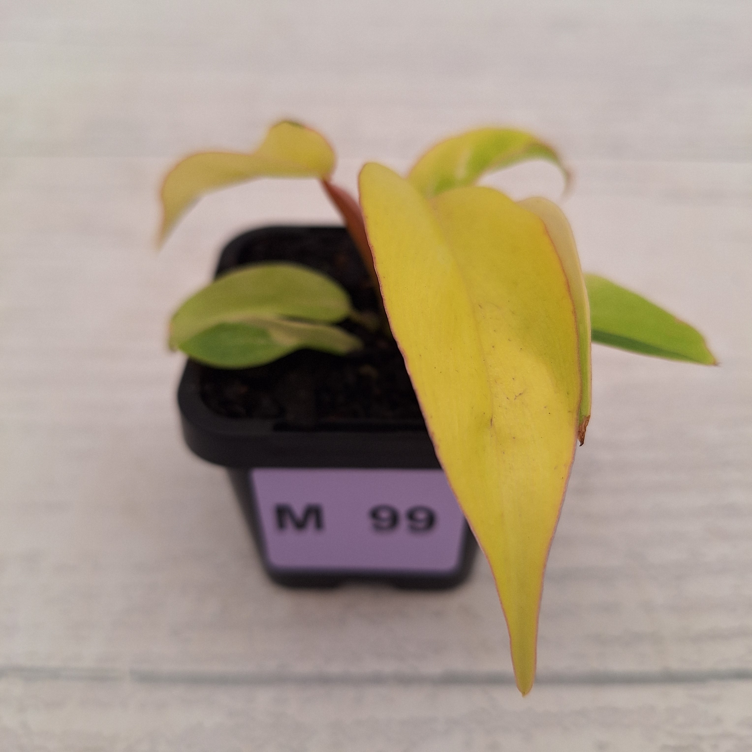 Philodendron pinnatifidum 'Jungle Fever Egg Yolk"