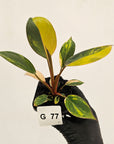 Philodendron 'Rojo Congo Variegated' - SALE