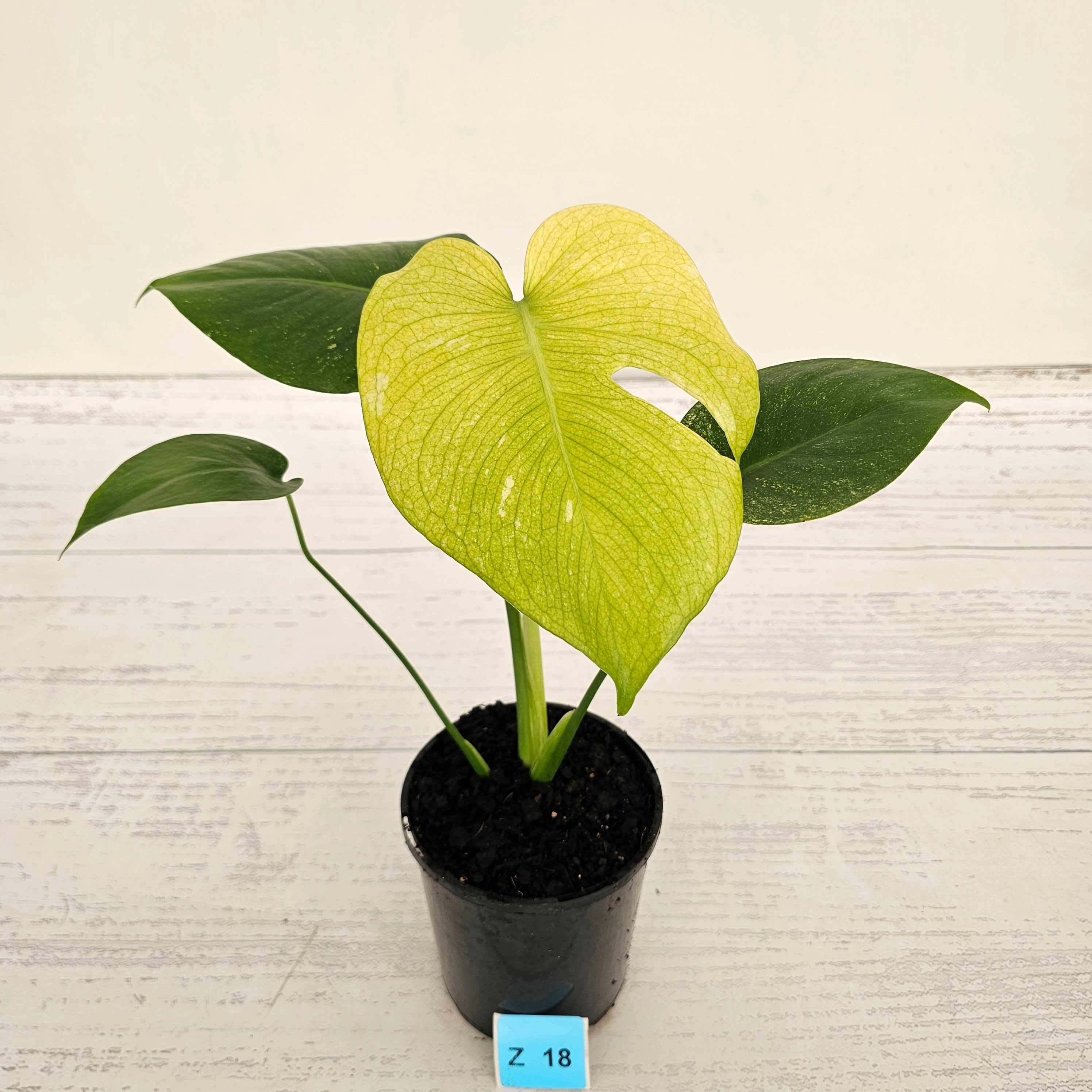 Monstera Deliciosa 'Mint'