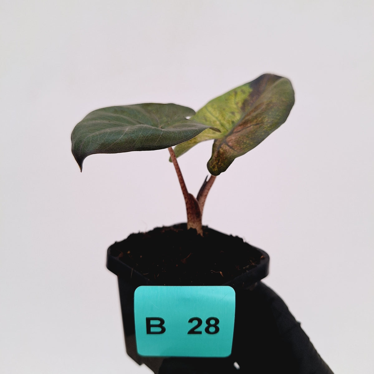 Alocasia macrorrhizos 'plumbea Variegata'