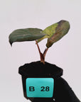Alocasia macrorrhizos 'plumbea Variegata'