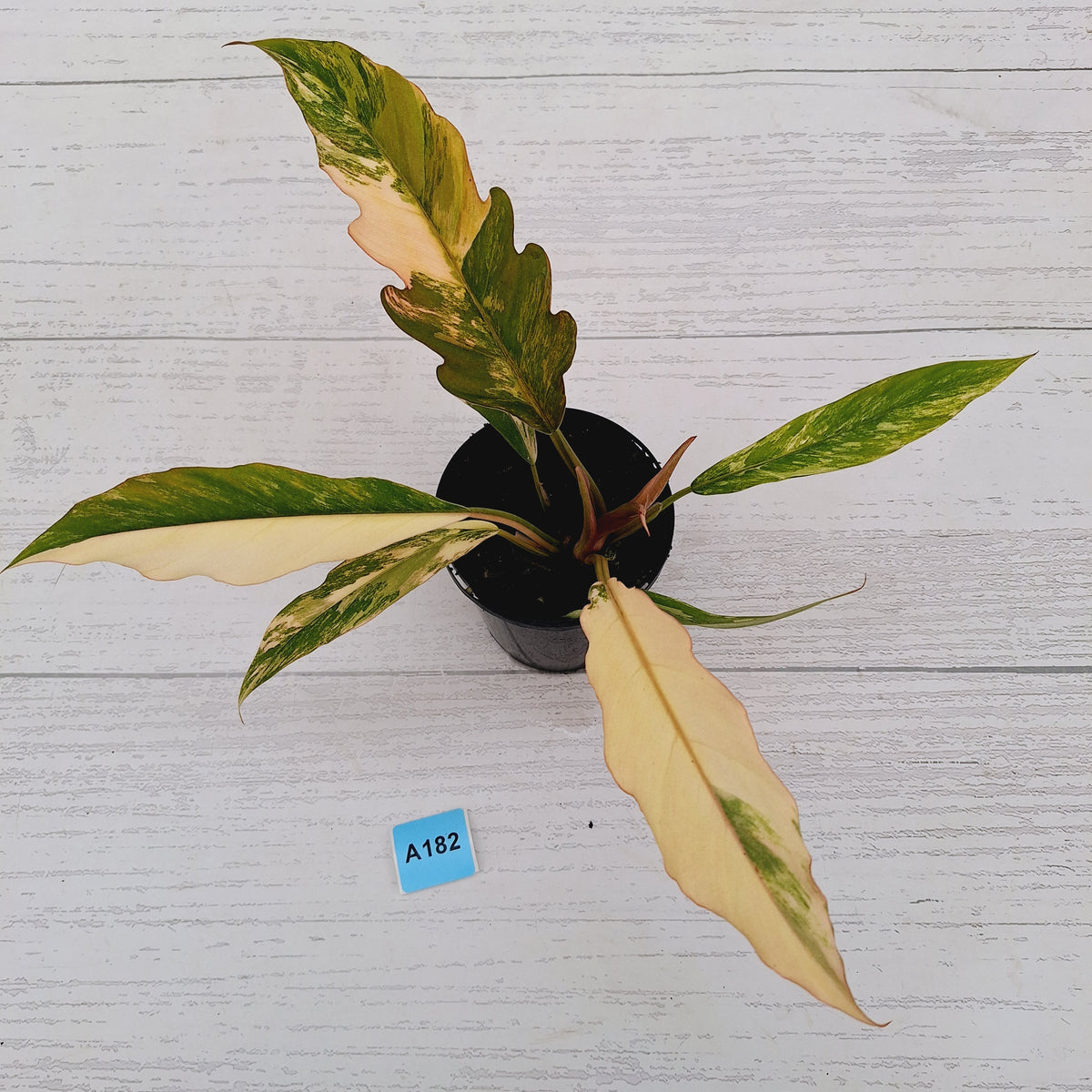 Philodendron serratum 'Caramel Marble' -flash sale