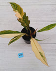 Philodendron serratum 'Caramel Marble' -flash sale