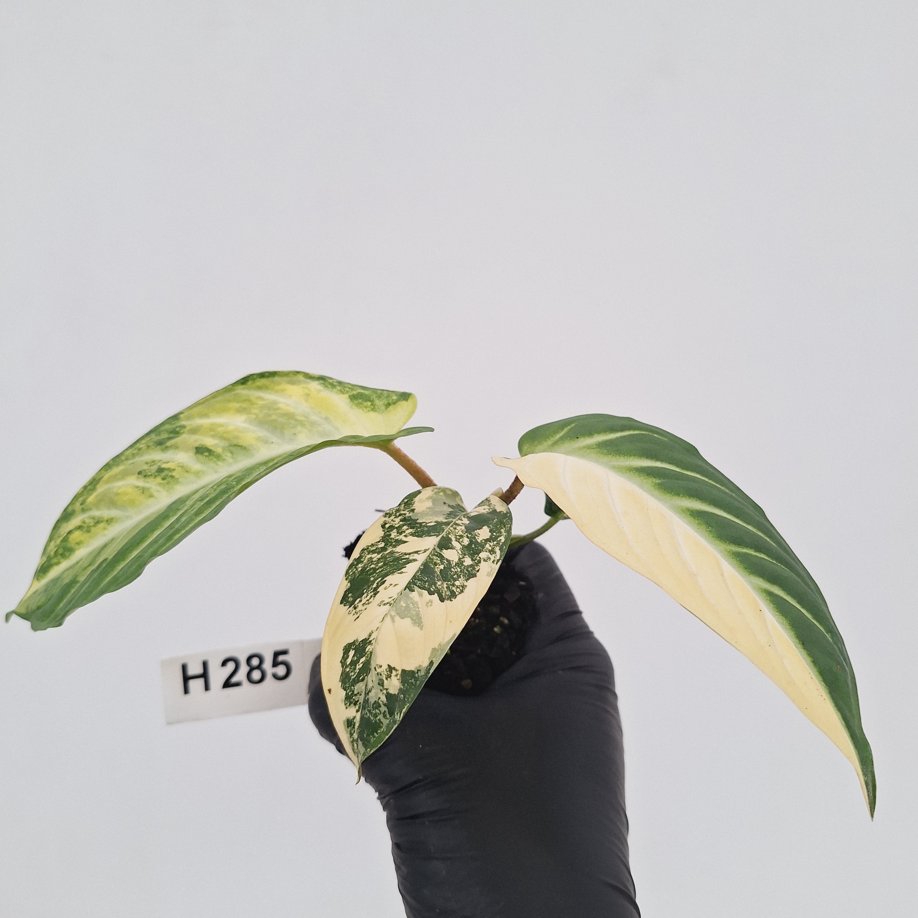 Phyllotaenium lindenii Magnificum Variegata -  Bare Bottom Baby