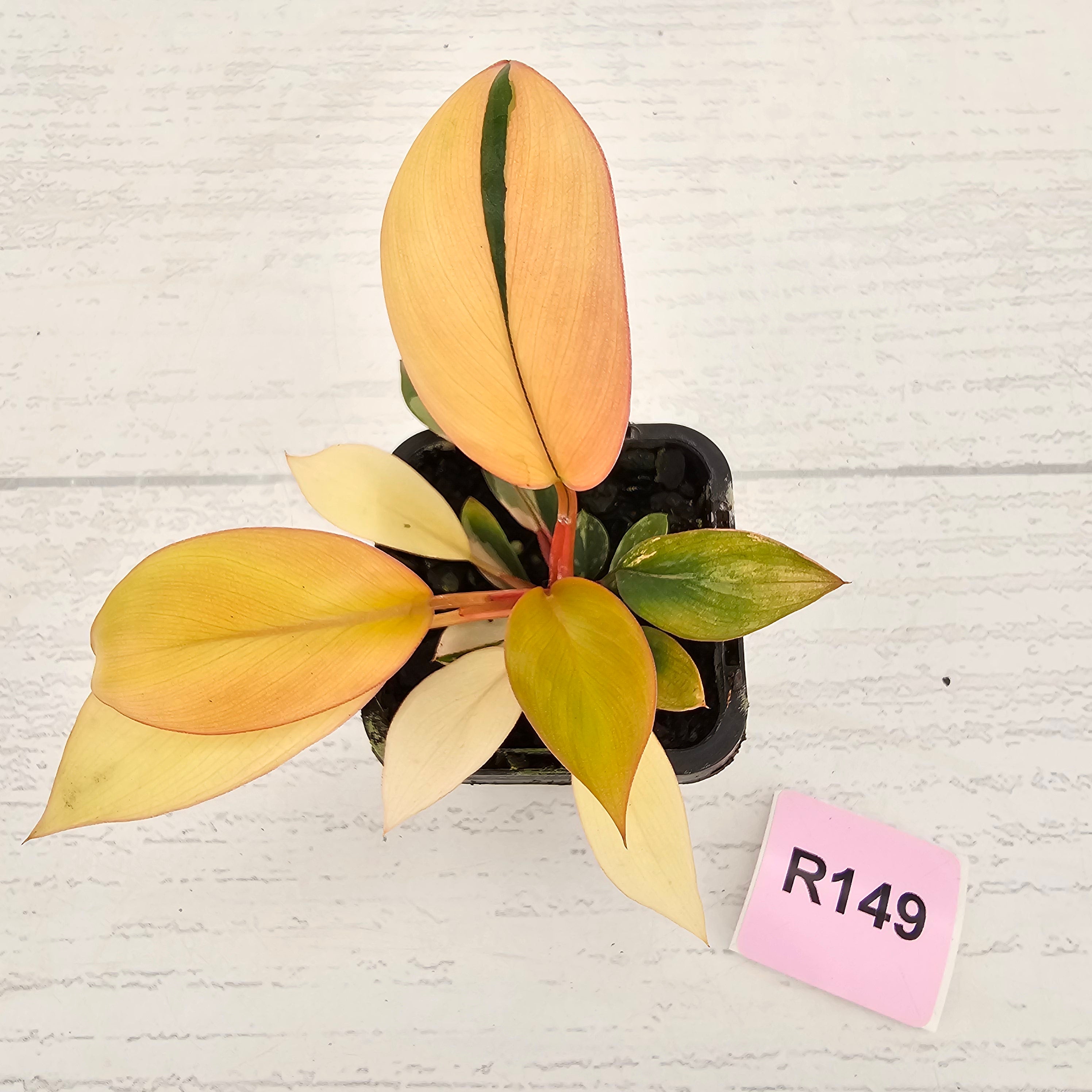 Philodendron 'Rojo Congo Variegated' 70mm