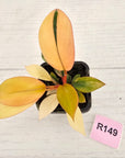 Philodendron 'Rojo Congo Variegated' 70mm