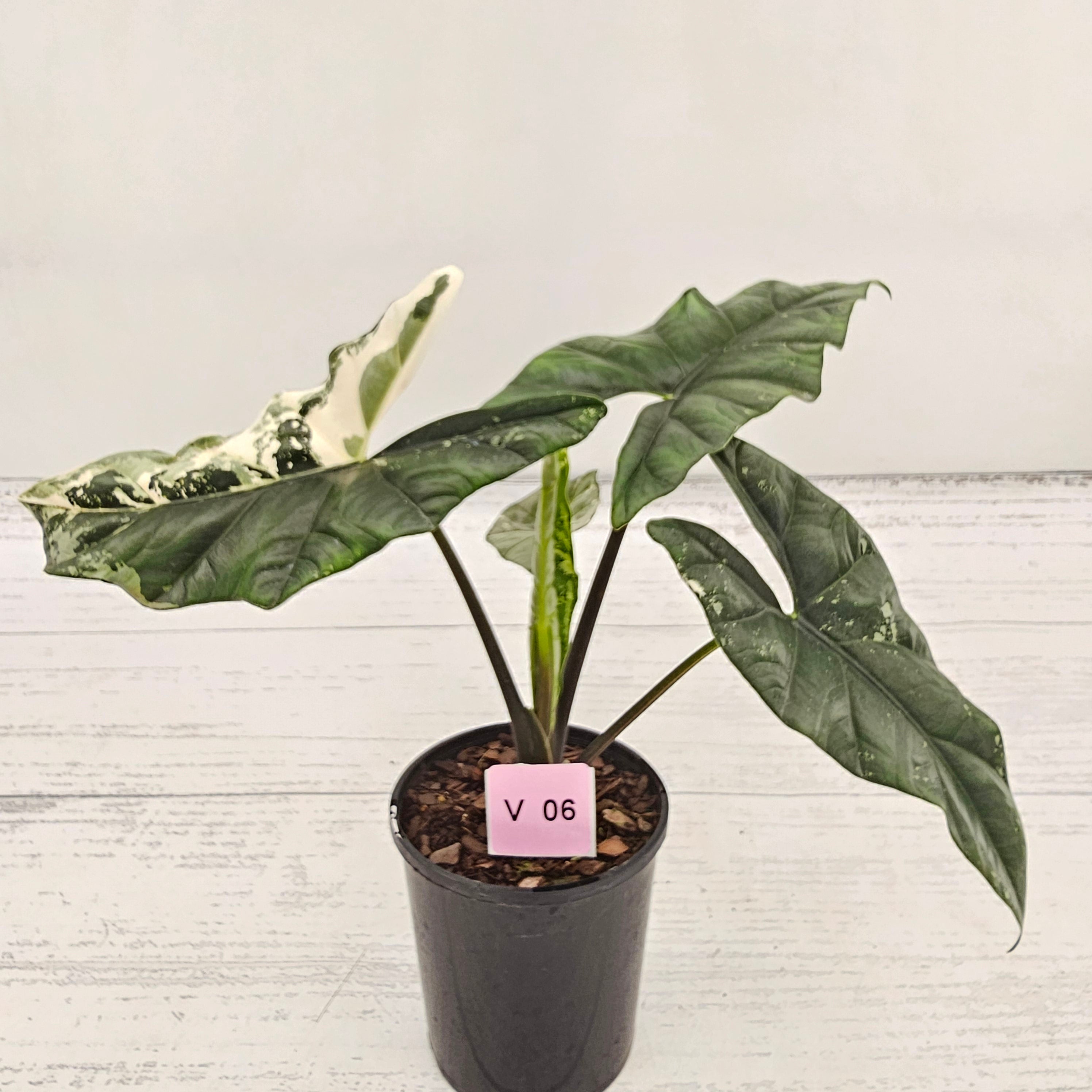 Alocasia ‘Simpo Albo’ Variegata - SALE