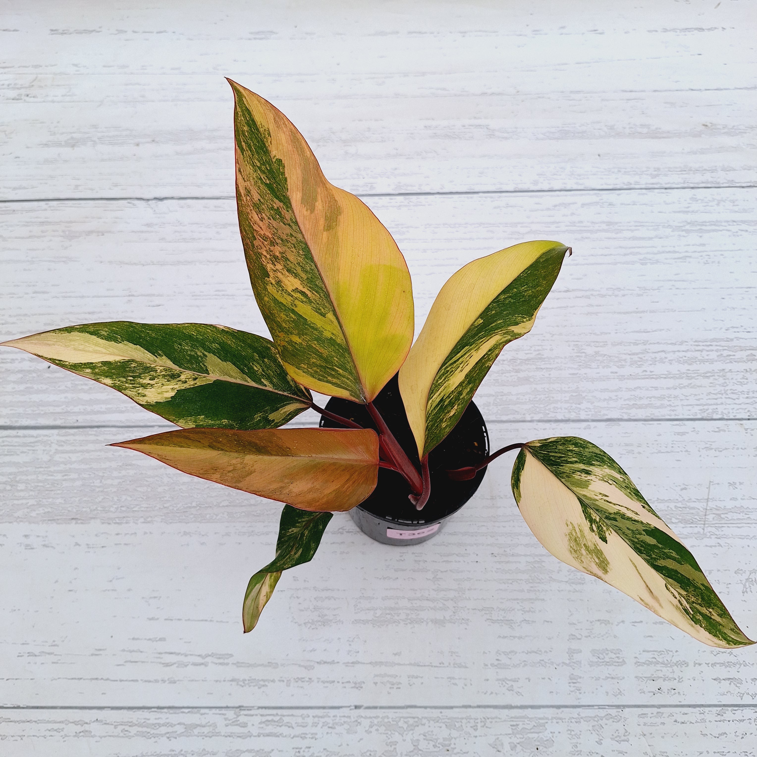 Philodendron erubescens Strawberry Shake