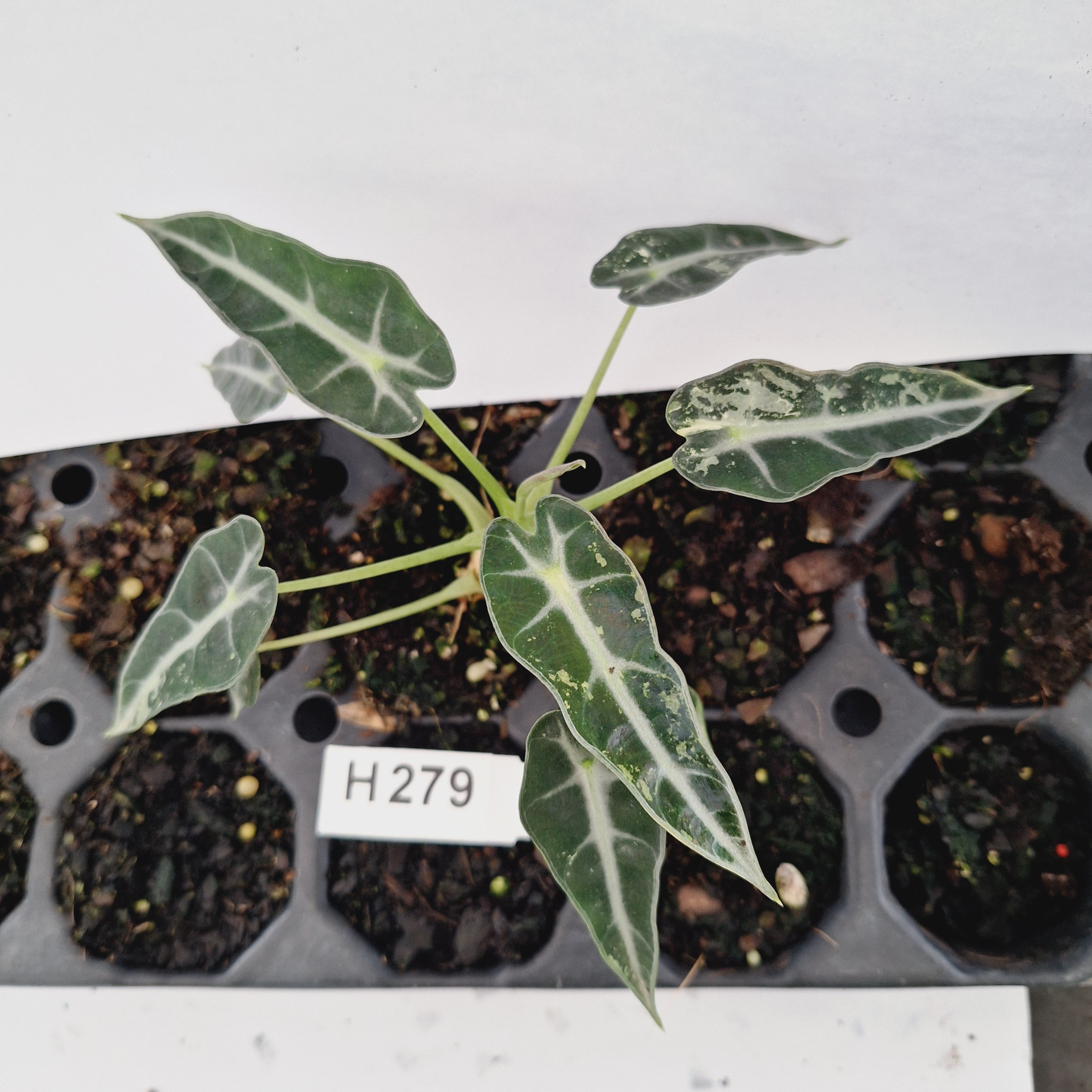 Alocasia Amazonica  bambino Variegata - Bare Bottom Baby - SALE