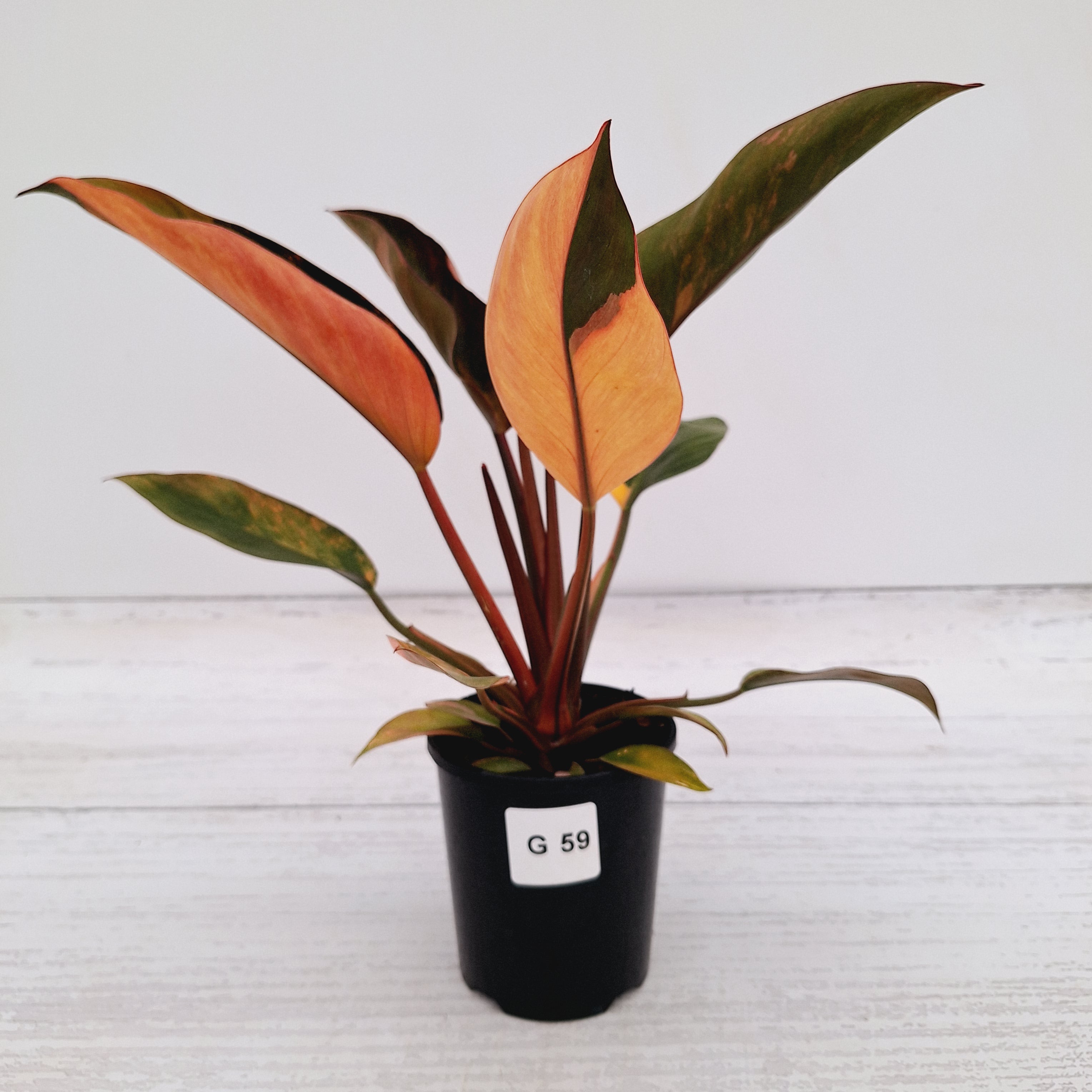 Philodendron &#39;Rojo Congo Variegated&#39;