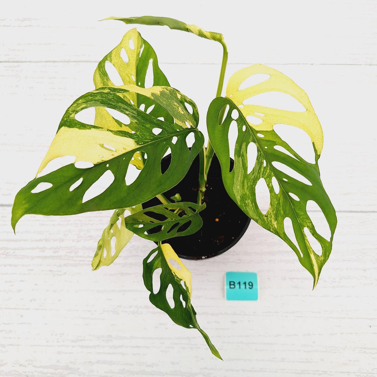 Monstera adansonii Variegata