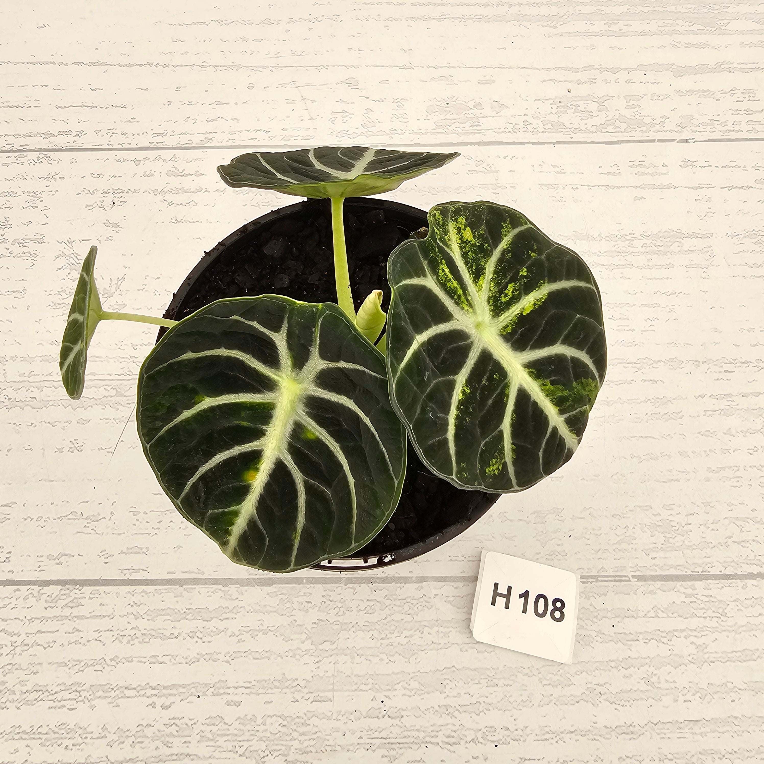 Alocasia reginula 'Ninja Variegata'