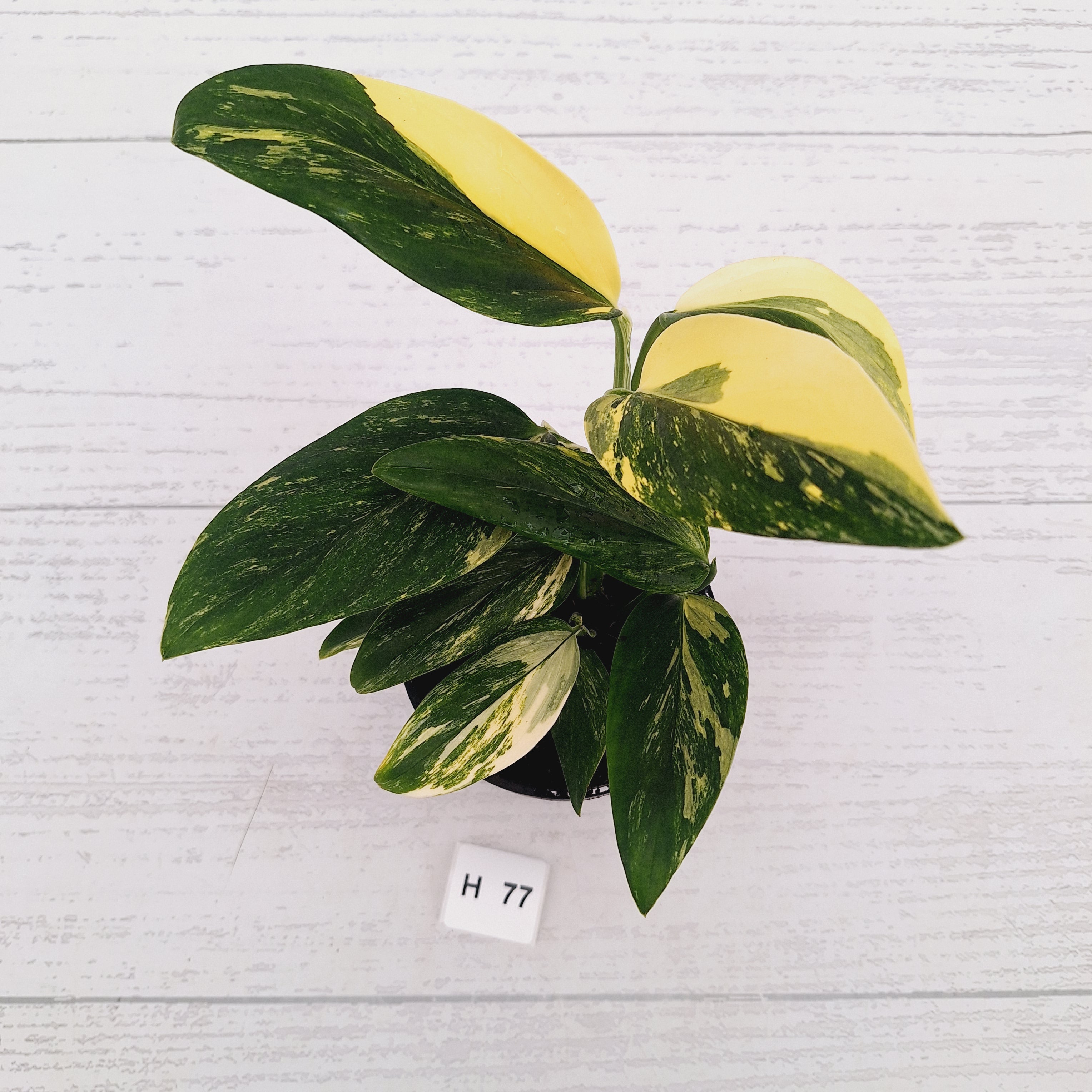 Monstera standleyana 'Cobra' - SALE