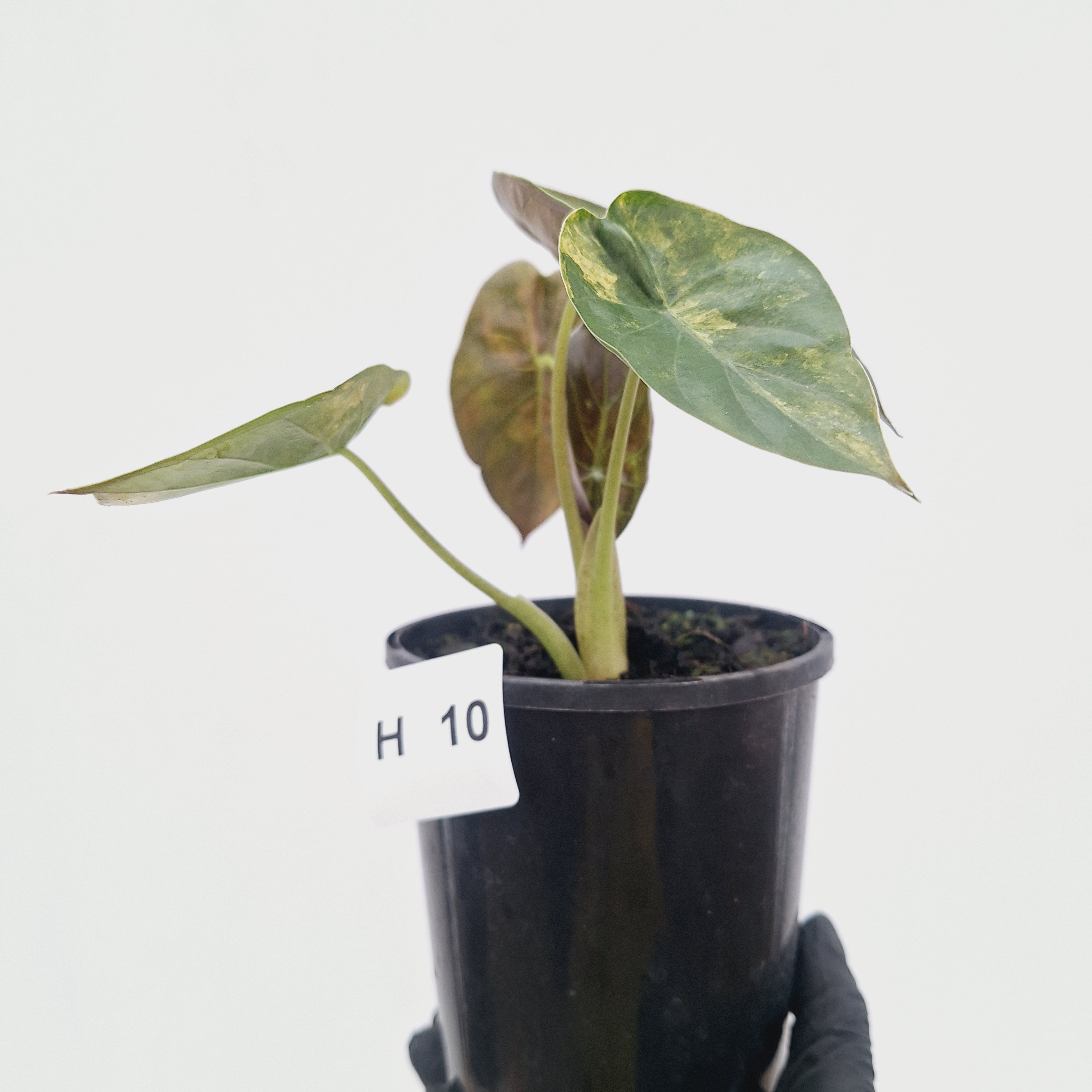 Alocasia ‘wentii’ Variegated