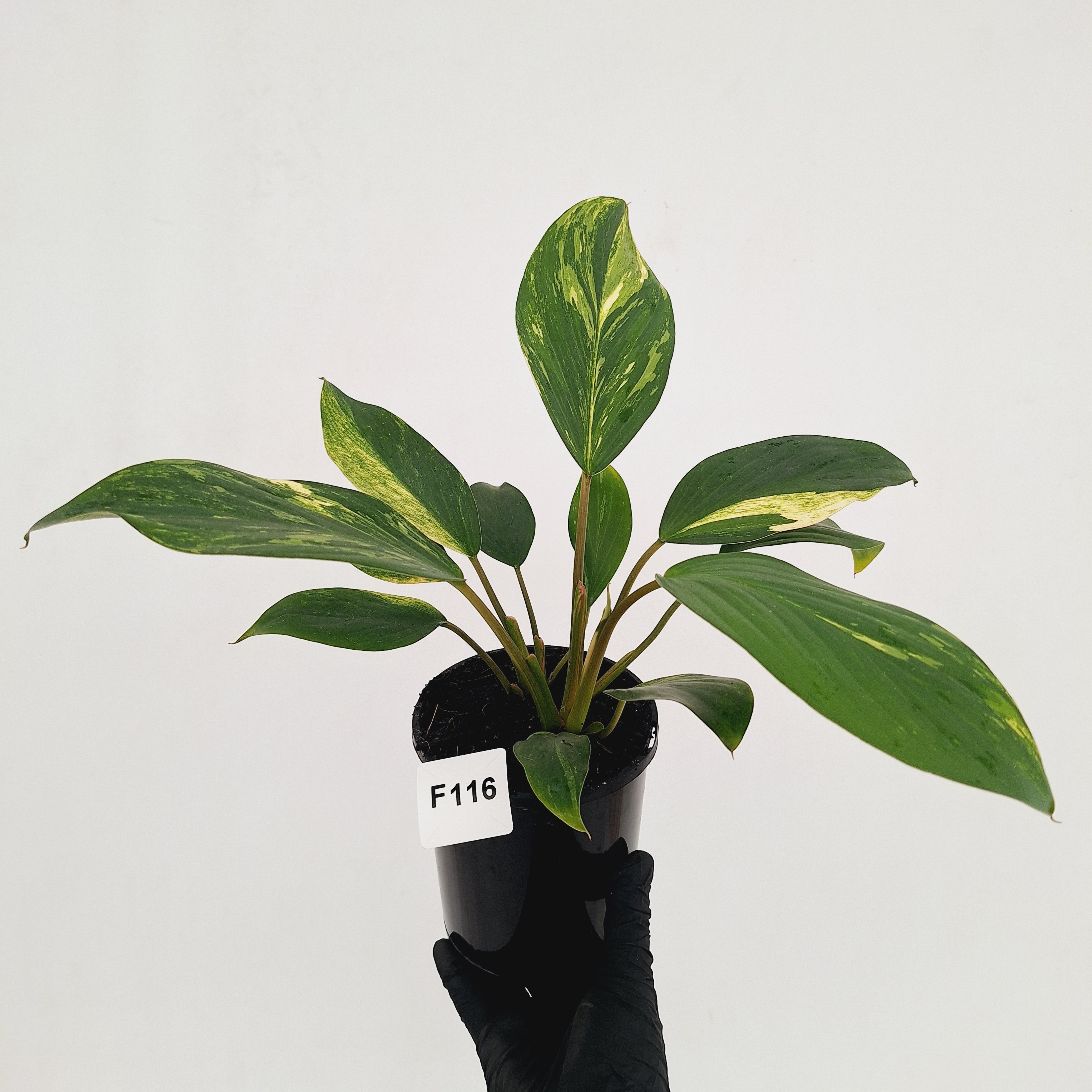 Homalomena Tropical Green Variegata -sale