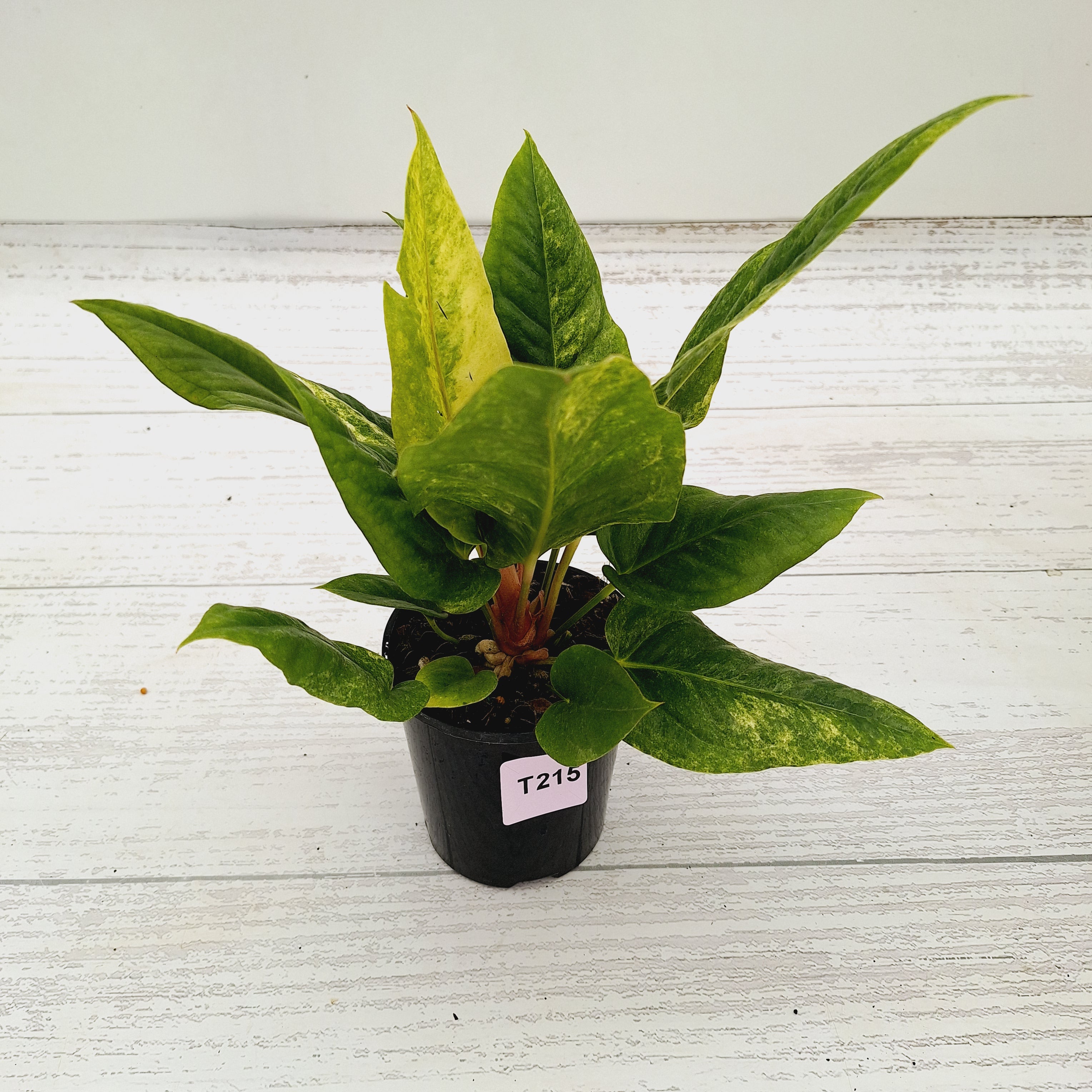 Anthurium Hookeri NOID