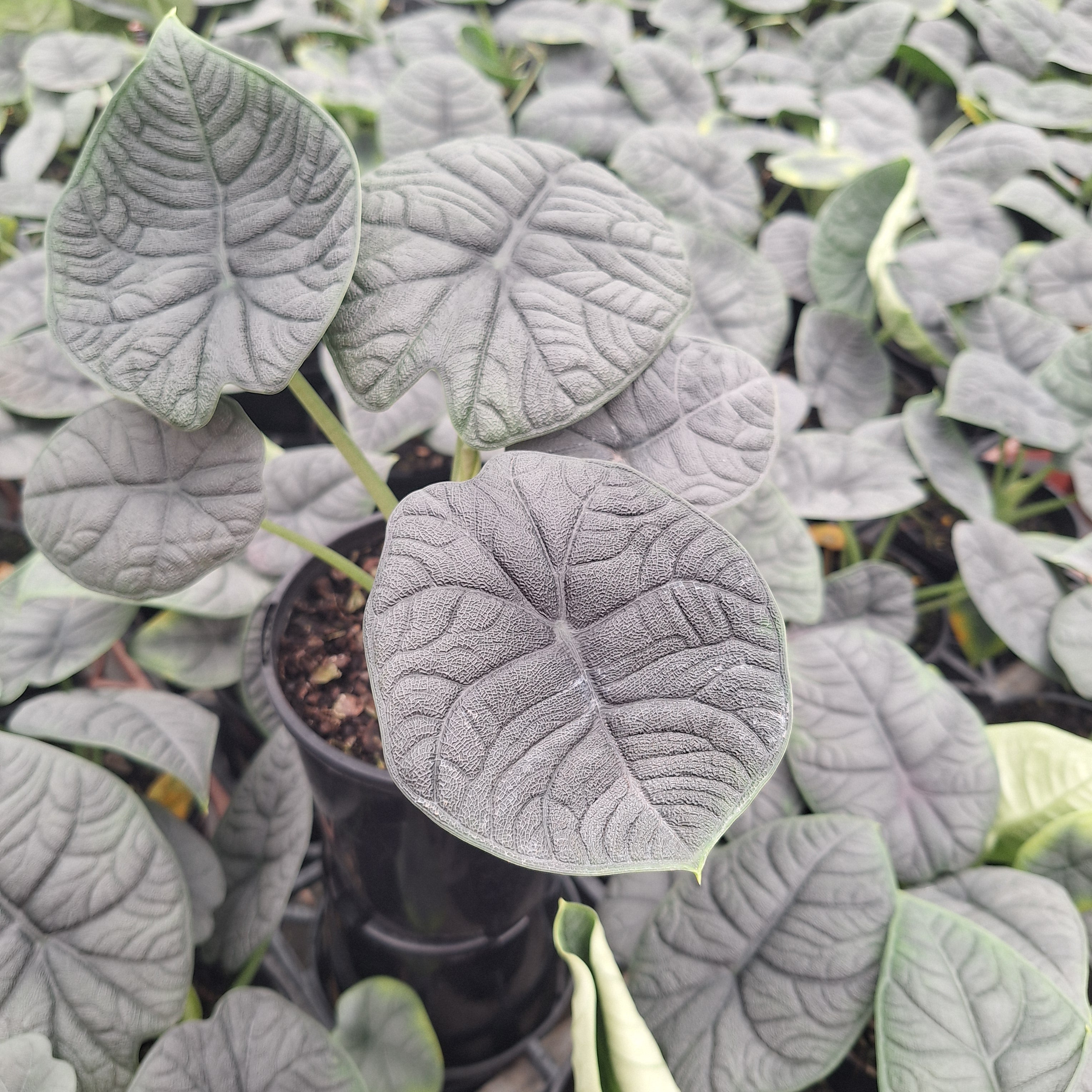 Alocasia melo ‘Rhino Skin’