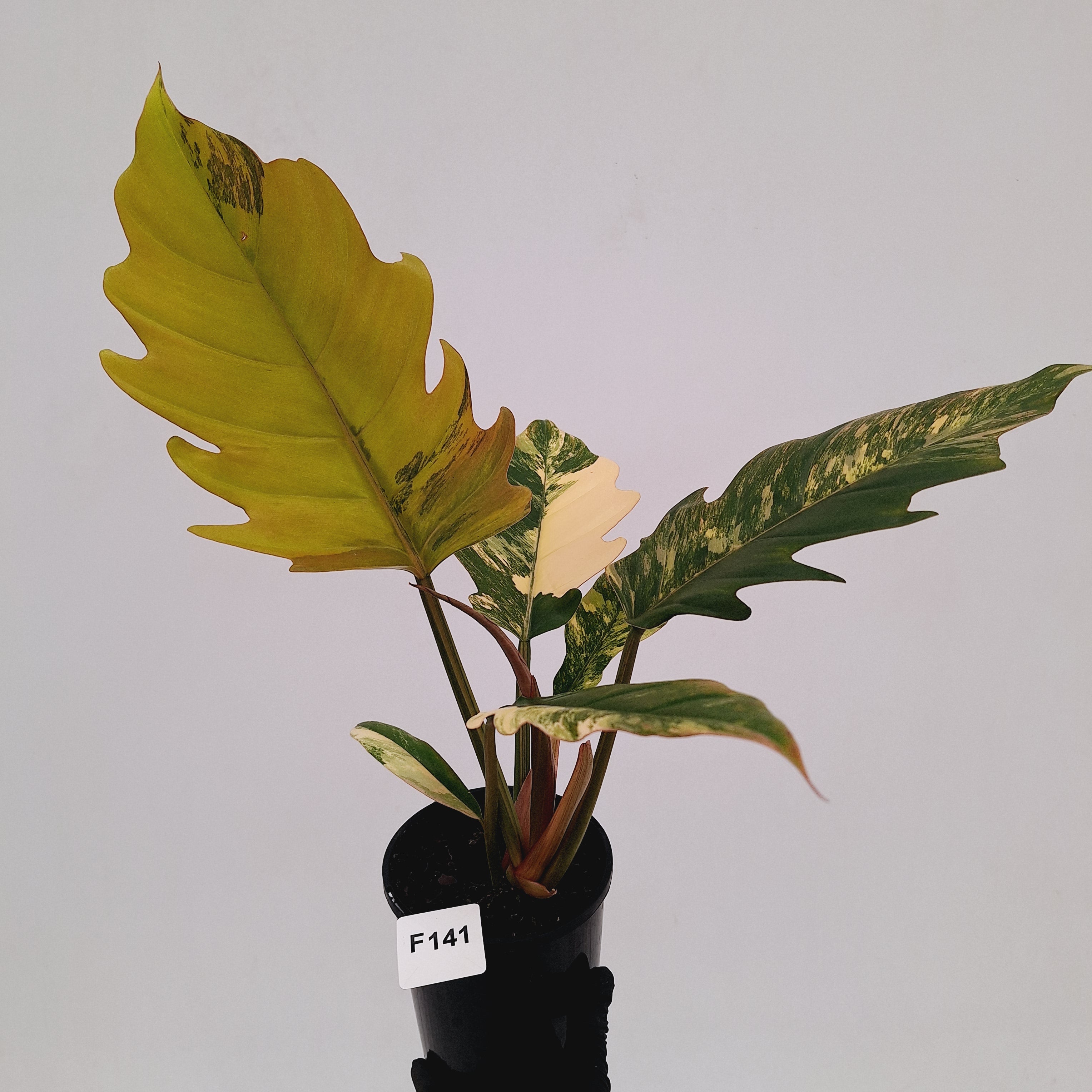 Philodendron serratum Caramel Marble