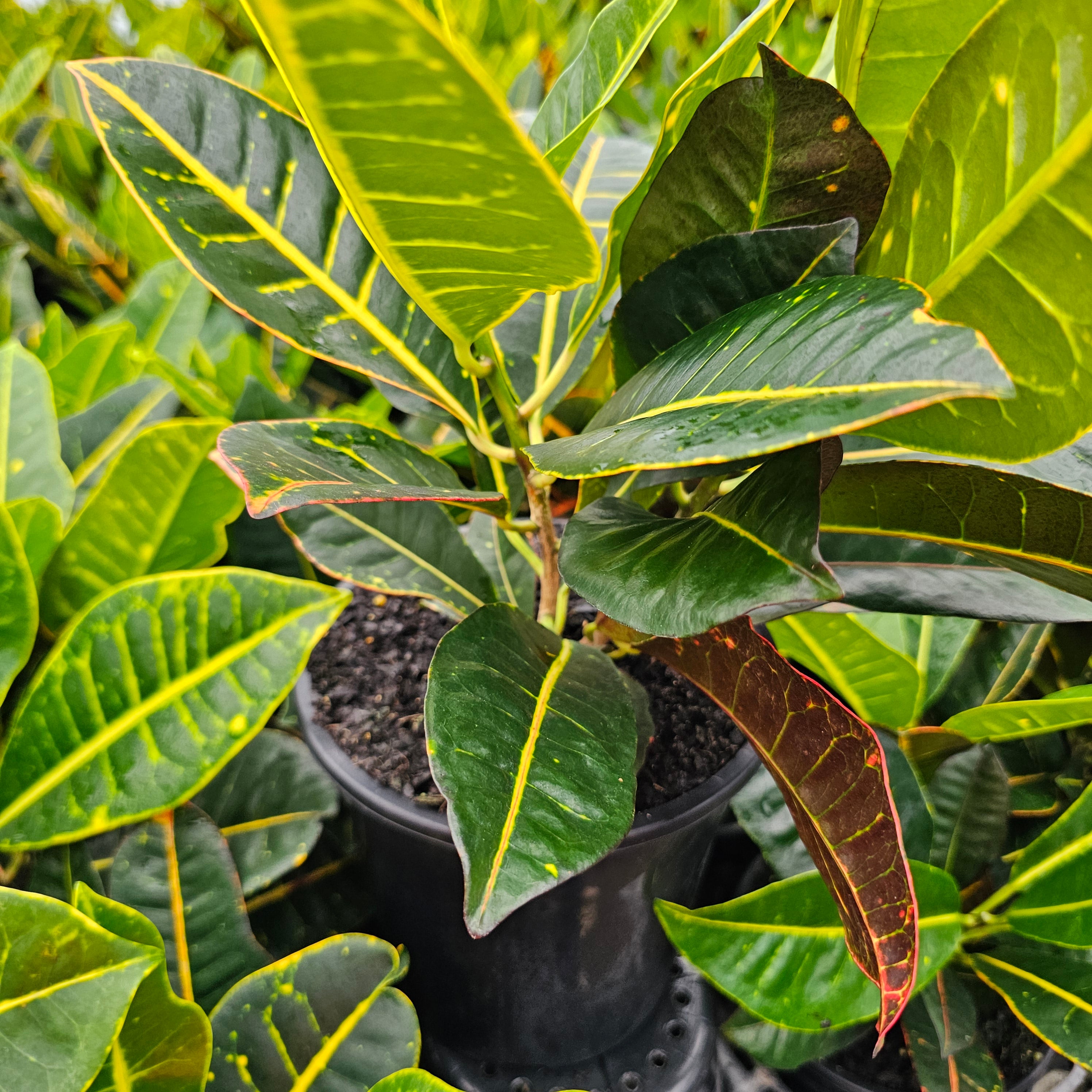 Codiaeum variegatum Croton Cheryl