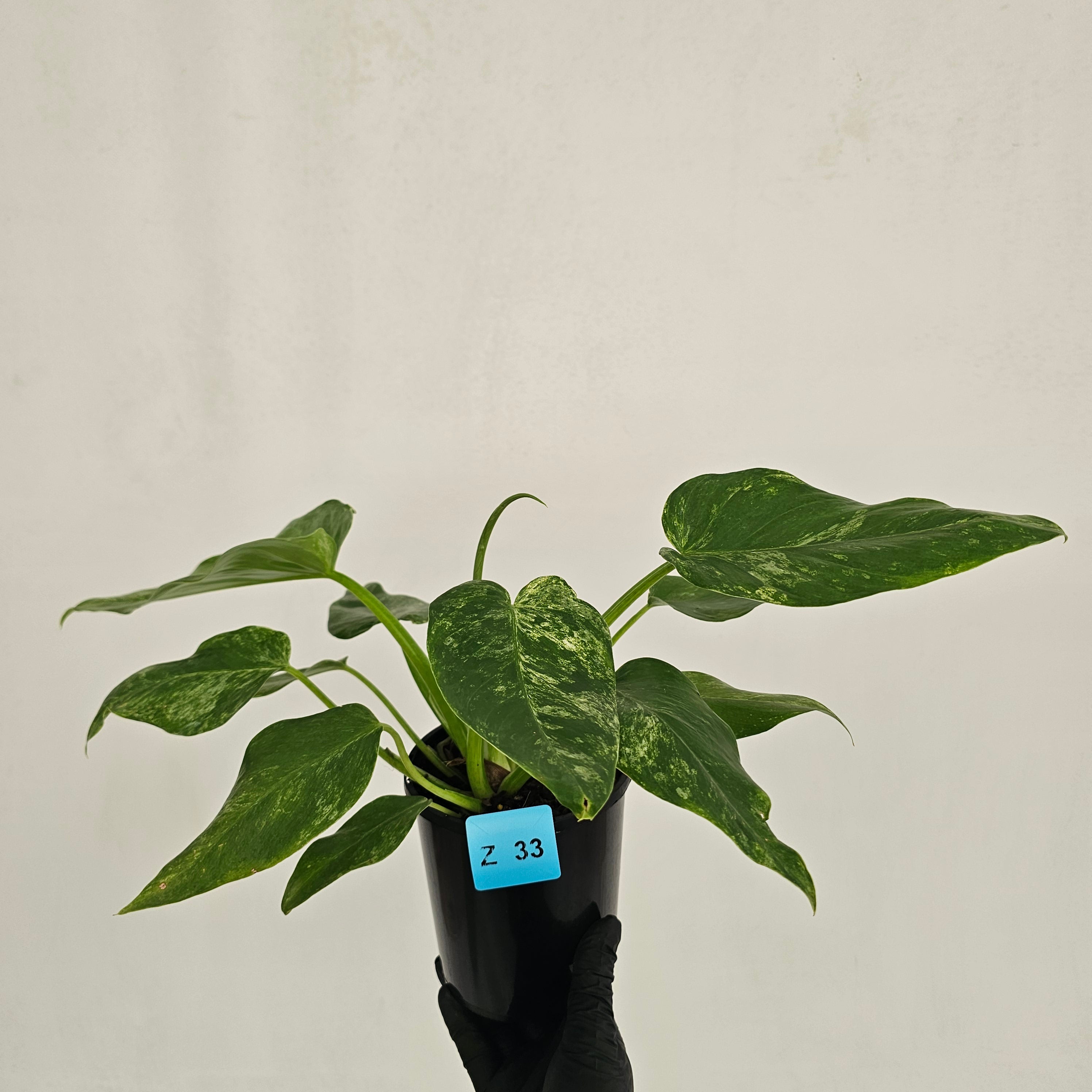 Philodendron giganteum Blizzard - SALE
