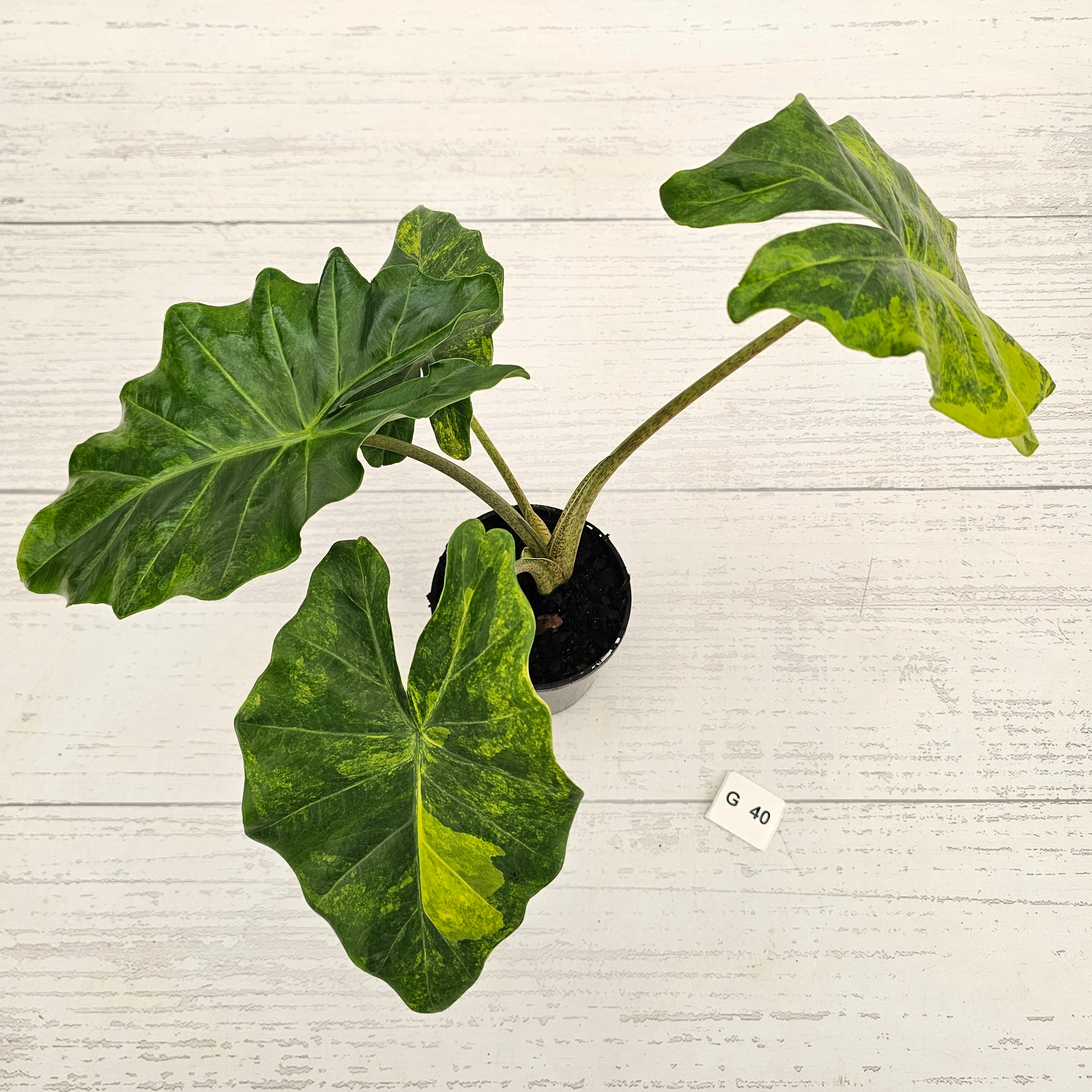 Alocasia Portora Variegata - SALE