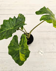 Alocasia Portora Variegata - SALE
